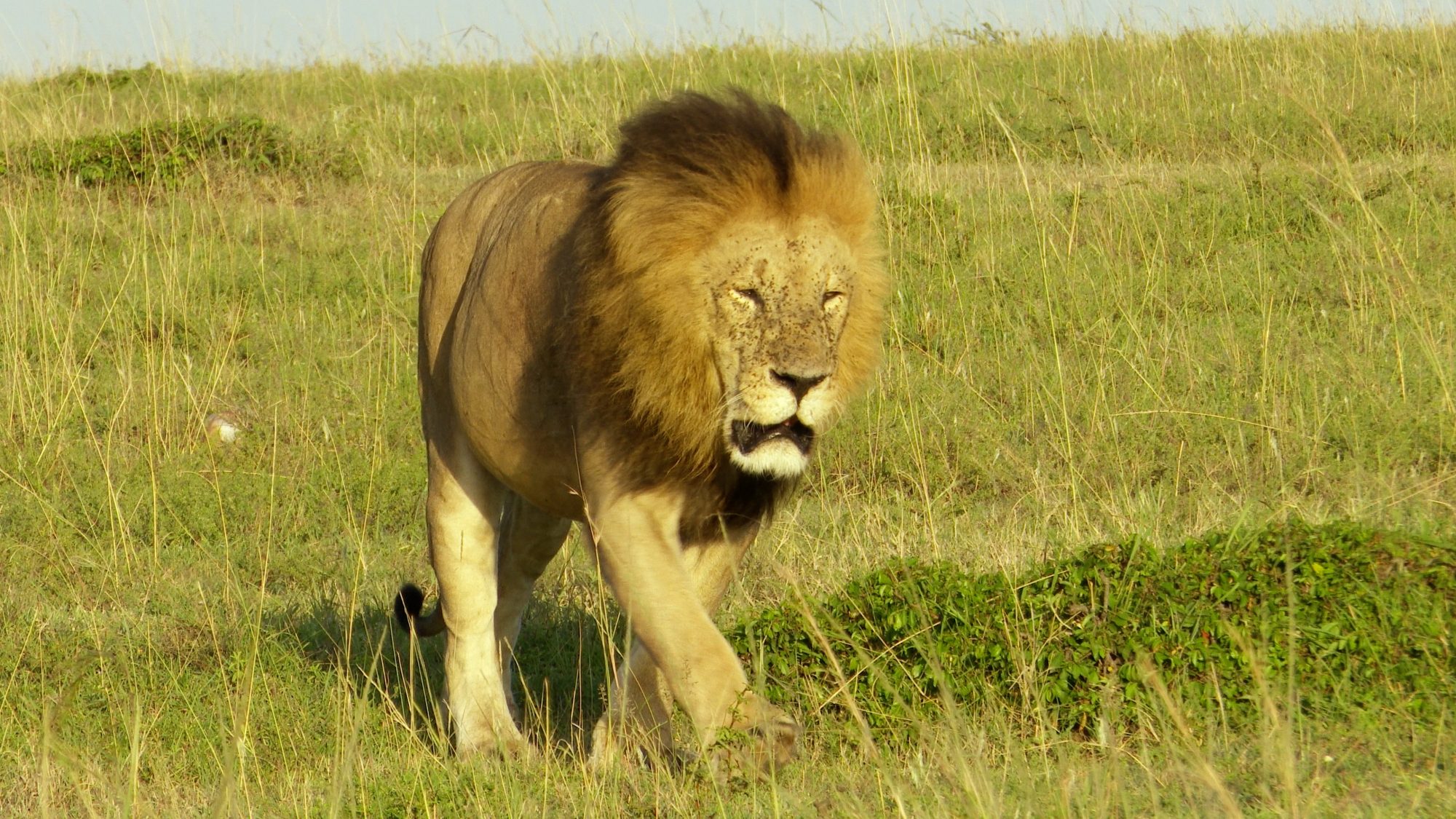 Impressive male lion – Maasai Mara 2019