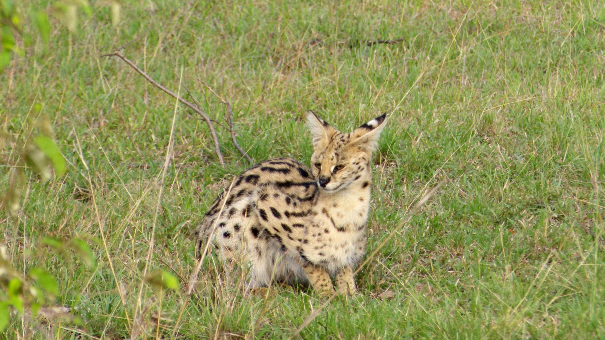 The splendid, secretive Serval: a rarely seen cat – Maasai Mara 2019