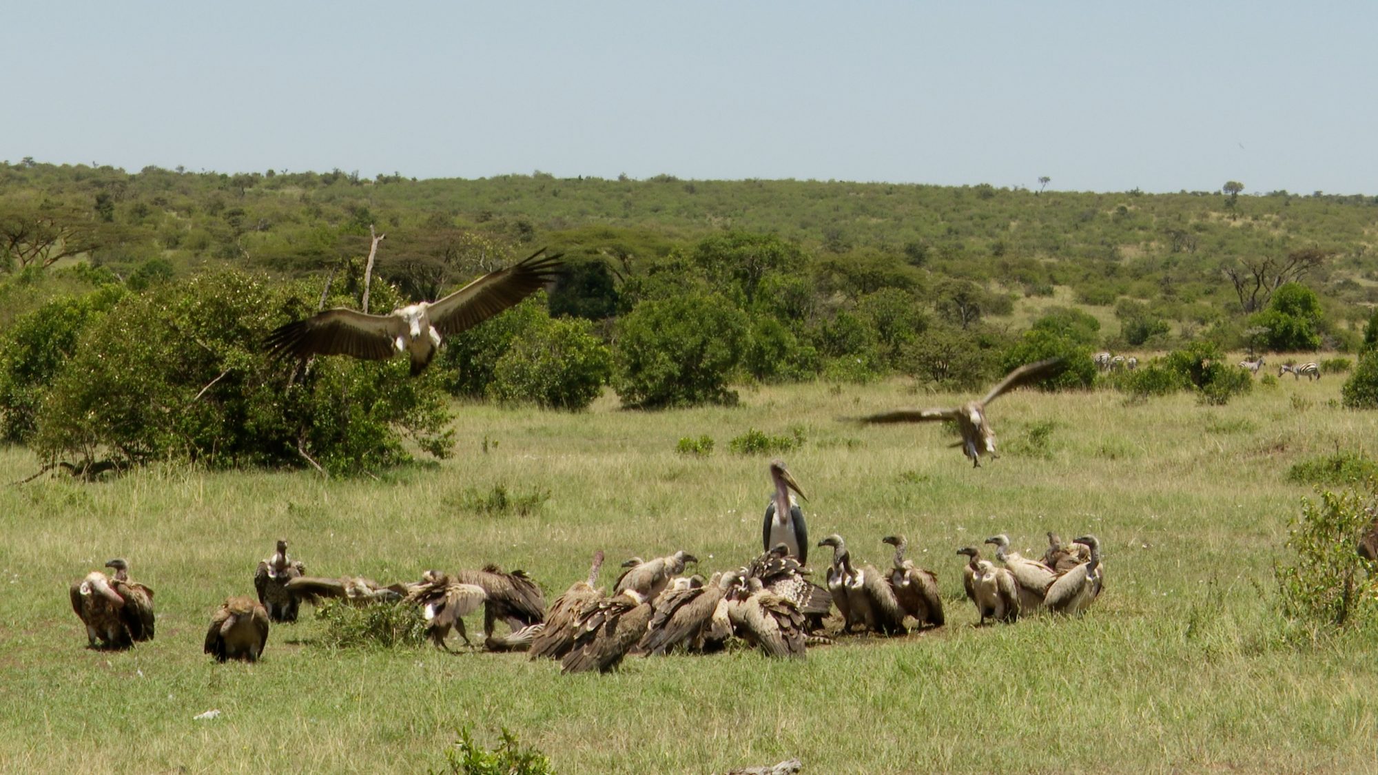 Vultures on a Zebra carcass – Maasai Mara 2019