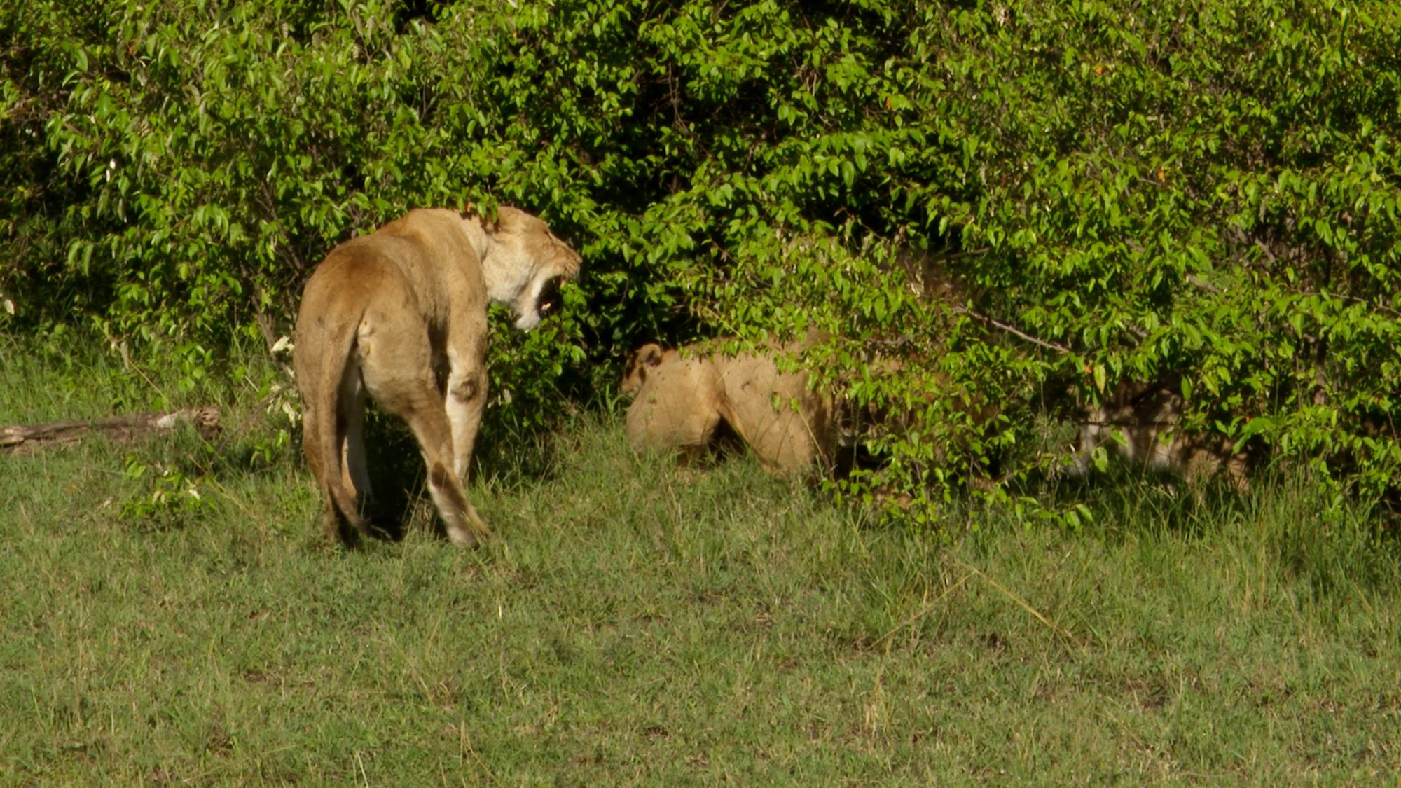 A lion cub is introduced to the pride: it does not go well! – Maasai Mara 2019