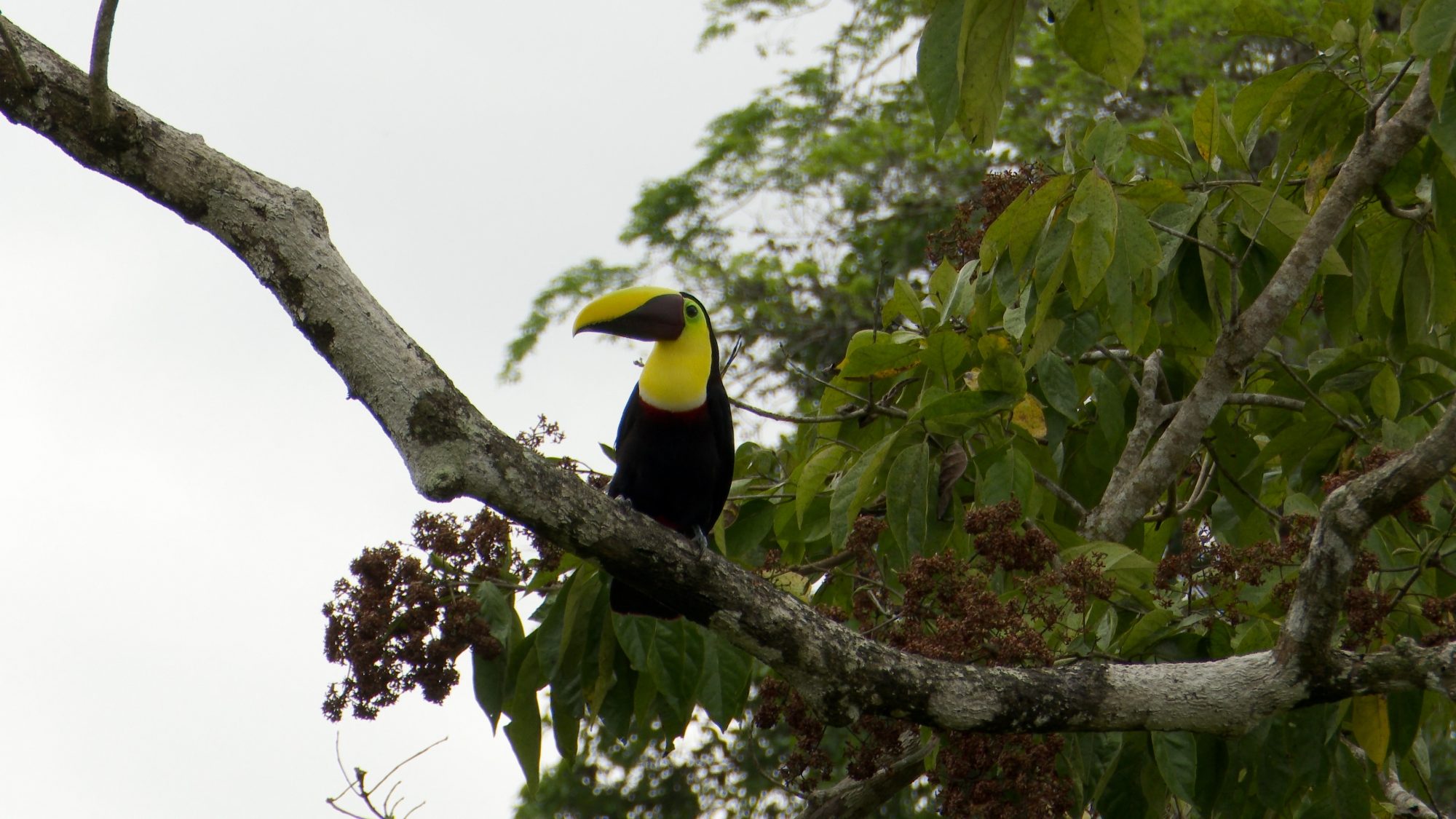 Black-mandibled Toucan – Costa Rica 2019
