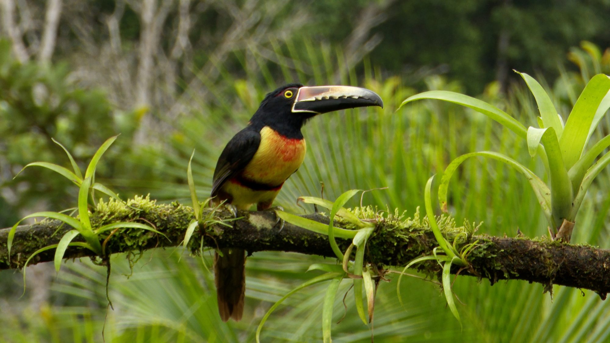 Collared Aracari – Costa Rica 2019