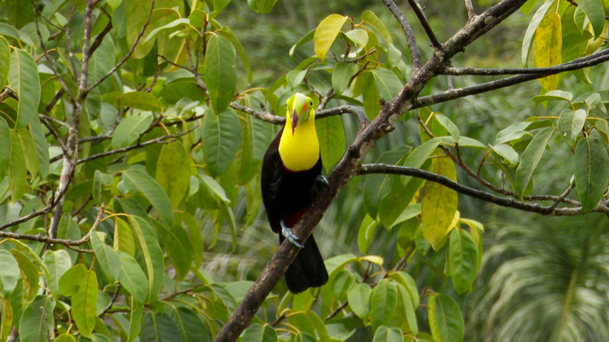 Keel-billed Toucan of Costa Rica - Graham Boulnois