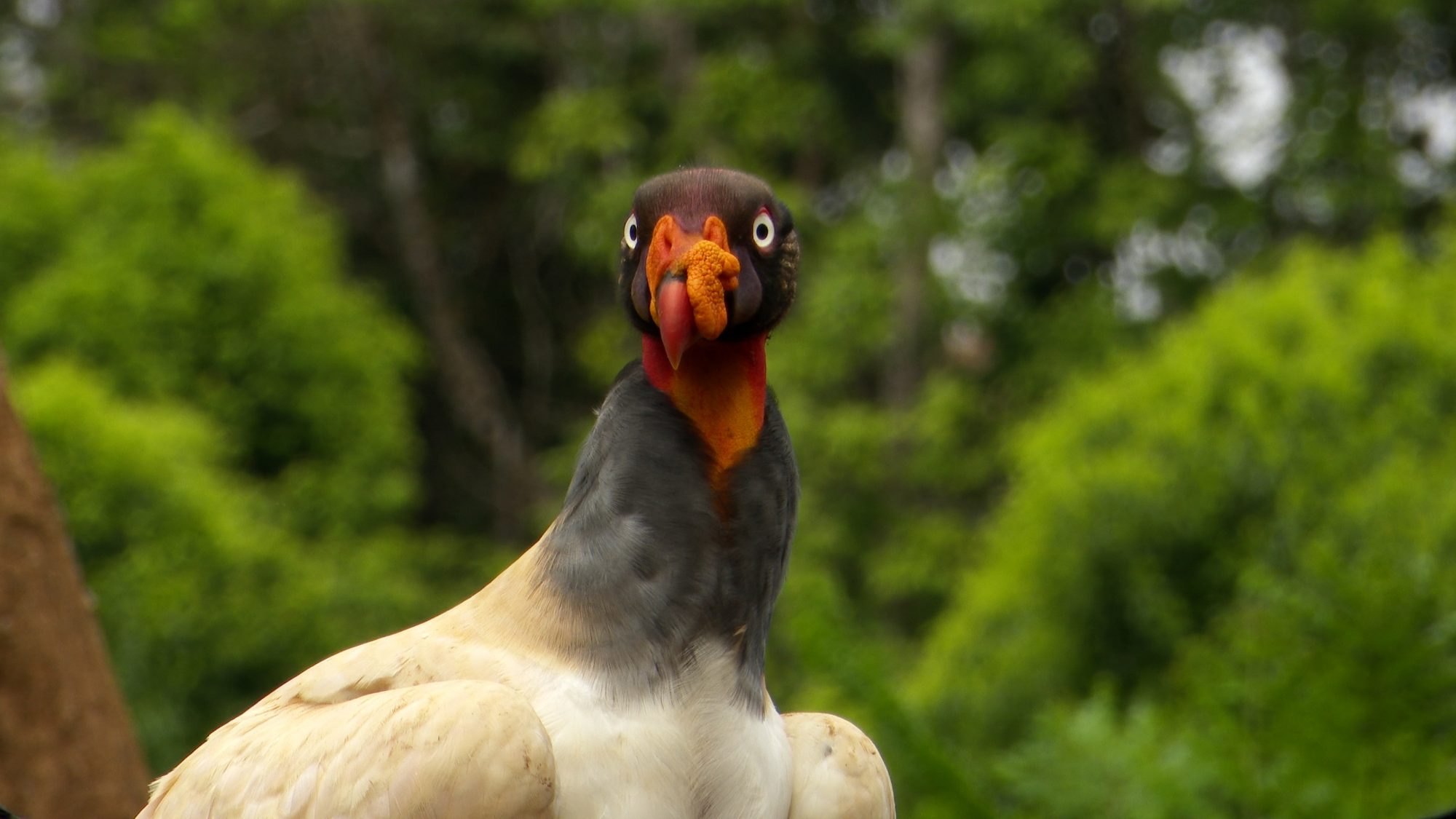 King Vultures – Costa Rica 2019