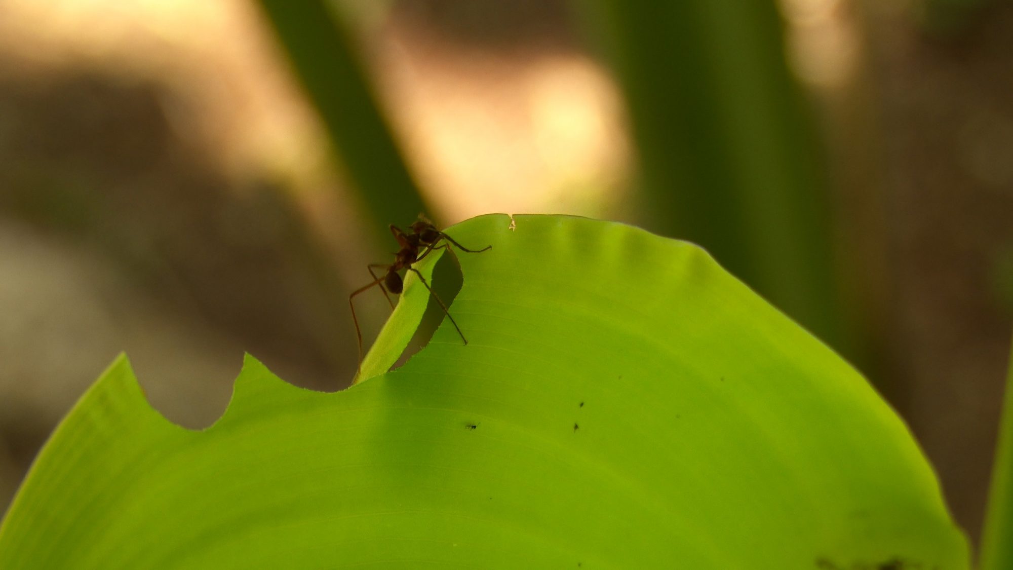 Amazing leafcutter ants – Costa Rica 2019