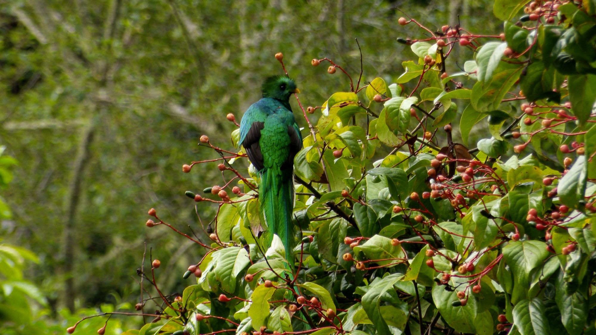 Resplendent Quetzal – Costa Rica 2019