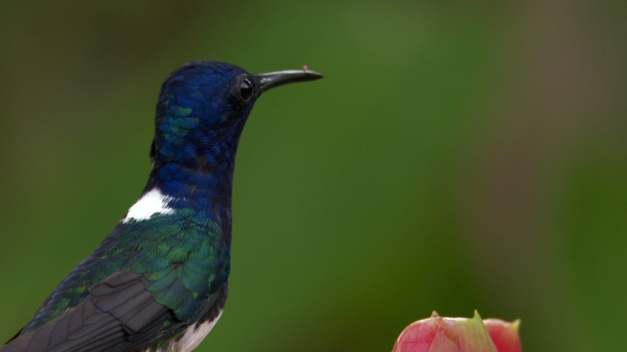 The  spectacular White-necked Jacobin – Costa Rica 2019