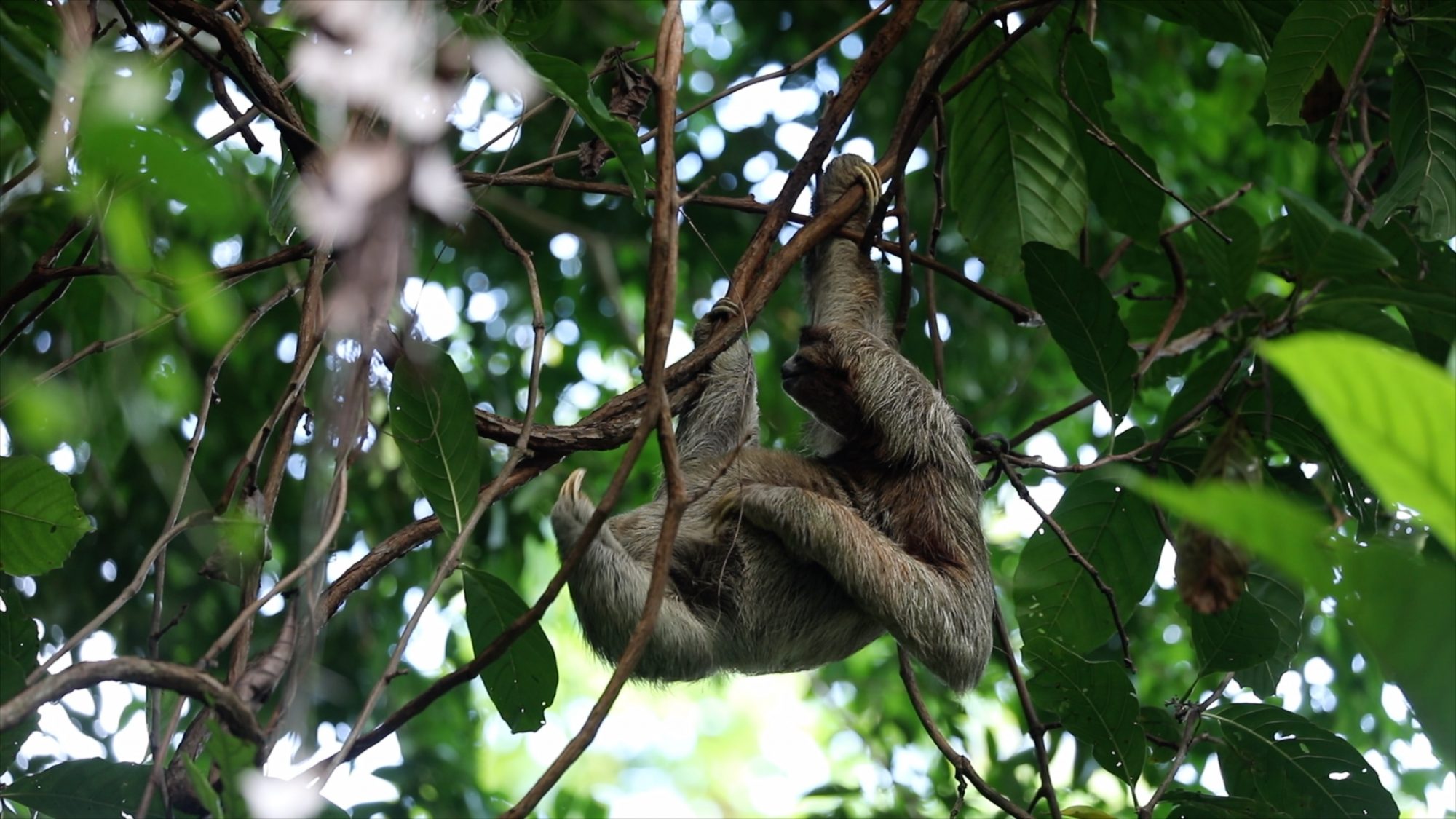 Three-toed sloth – Costa Rica 2019