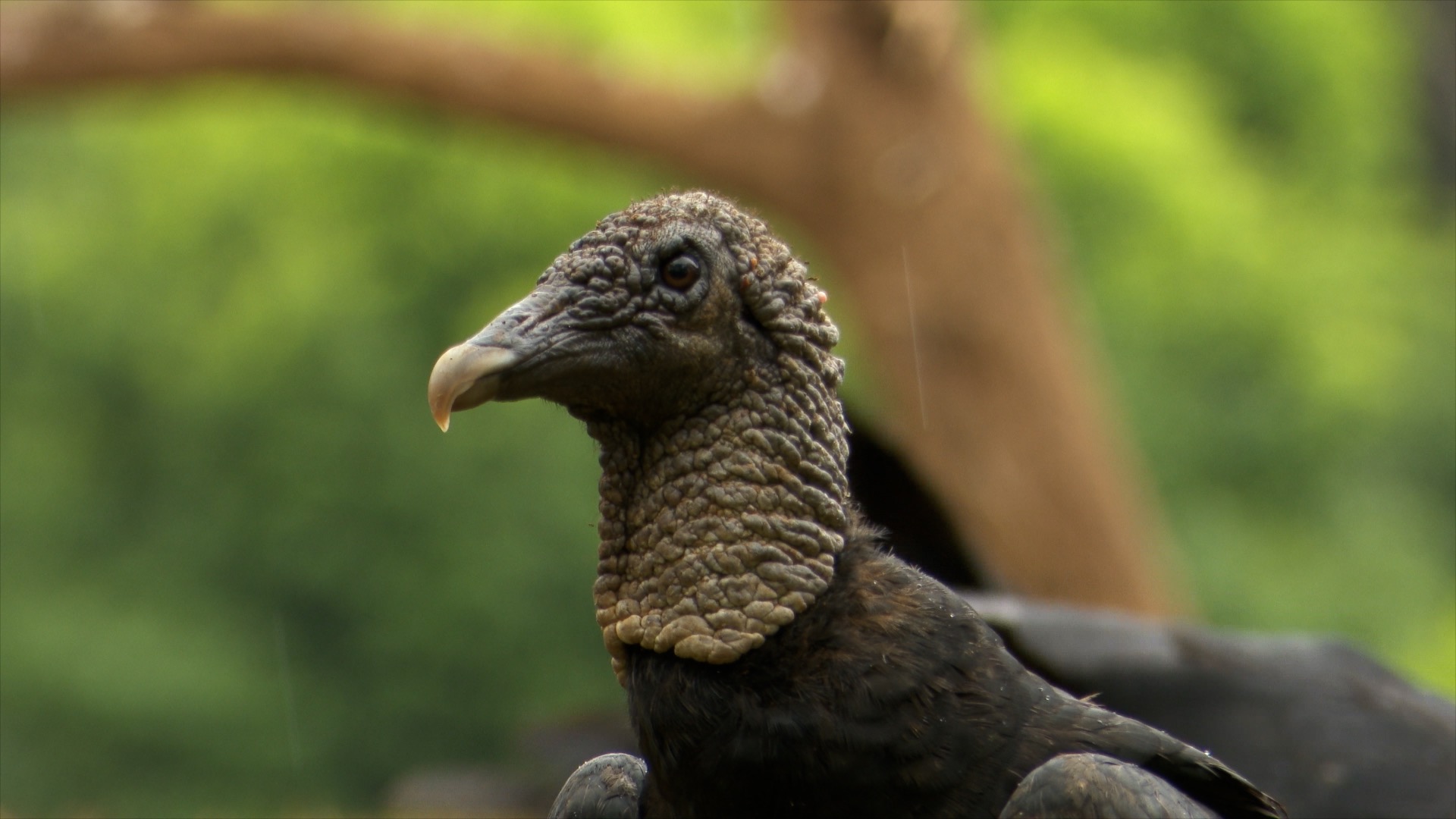 Black Vultures – Costa Rica 2019
