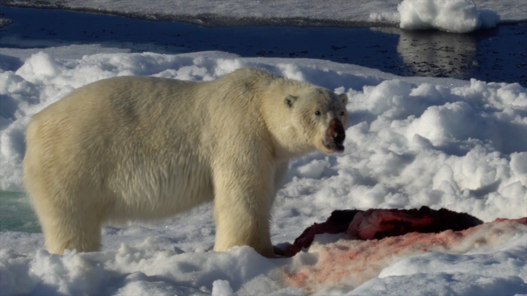 Polar bear on a seal kill – Svalbard 2016