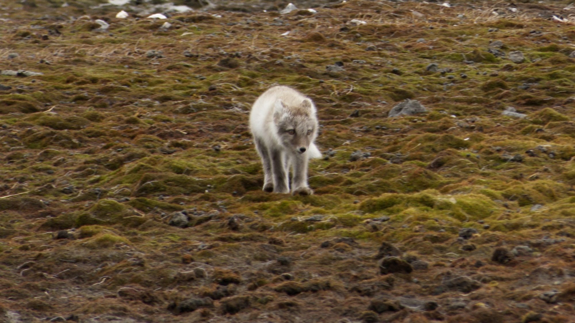 Arctic Fox kit – Svalbard 2019