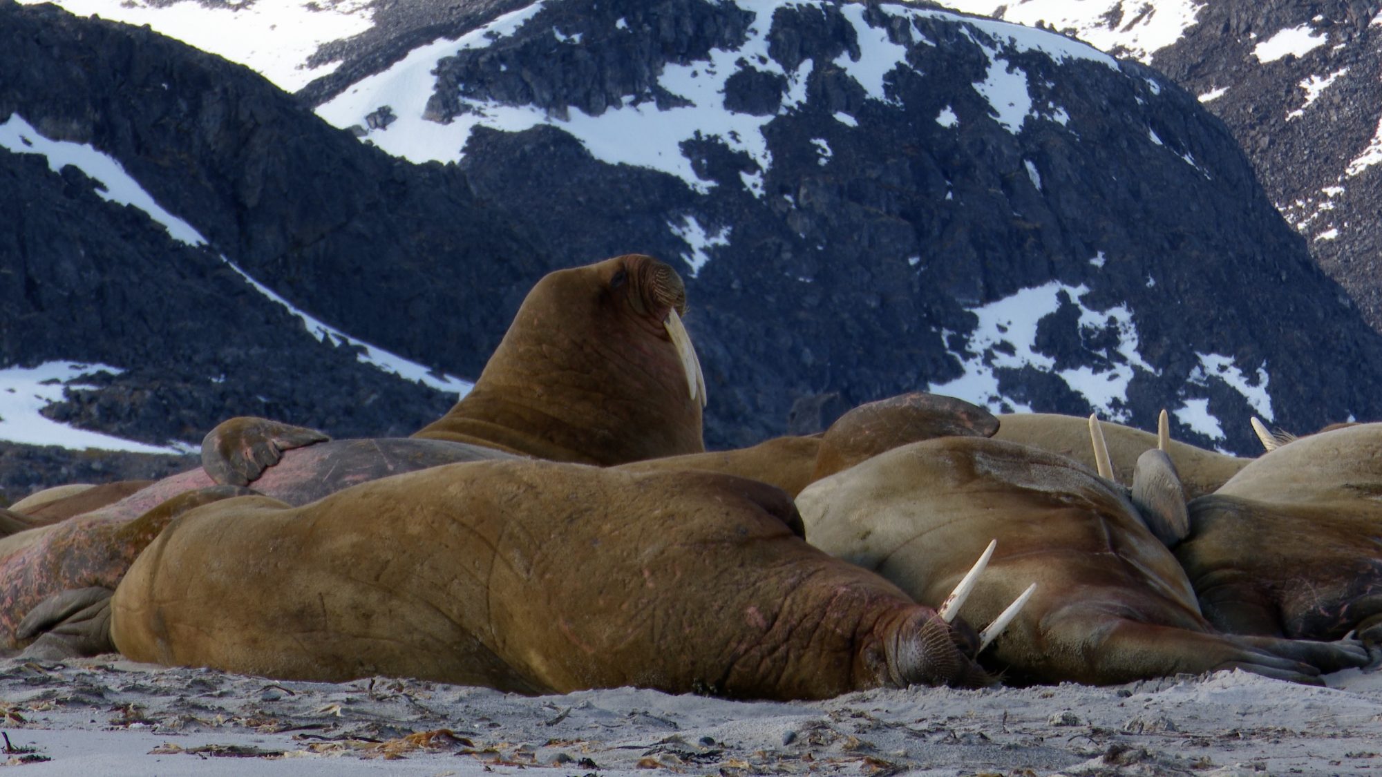 Walrus – Svalbard 2019