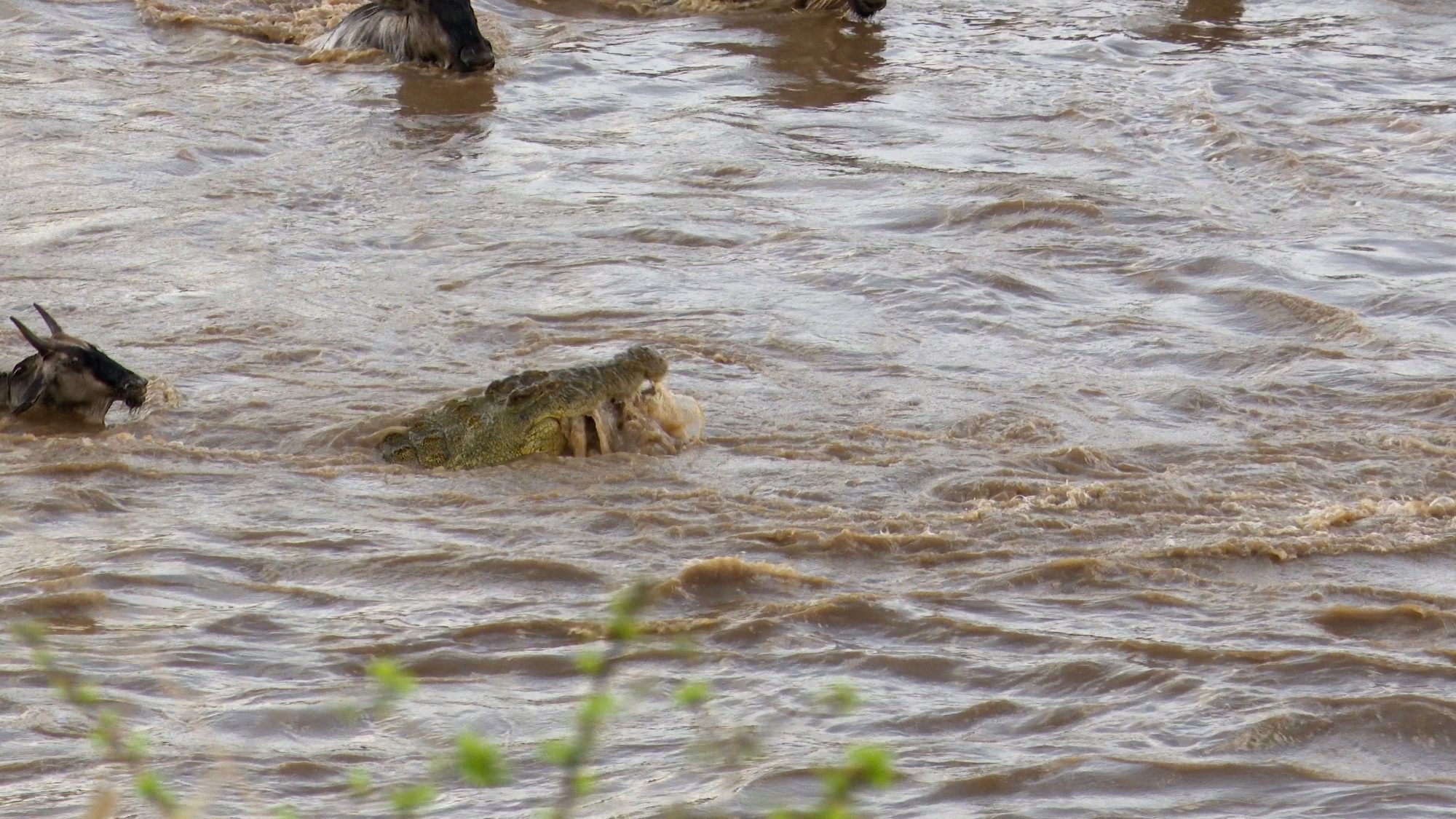 Crocodile attack! – Tanzania 2019
