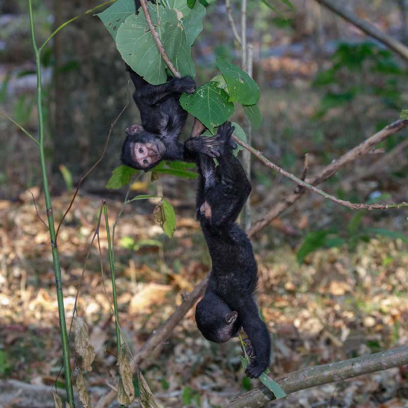 Young Crested Black Macaques playing in the forest – Sulawesi, Indonesia, 2019