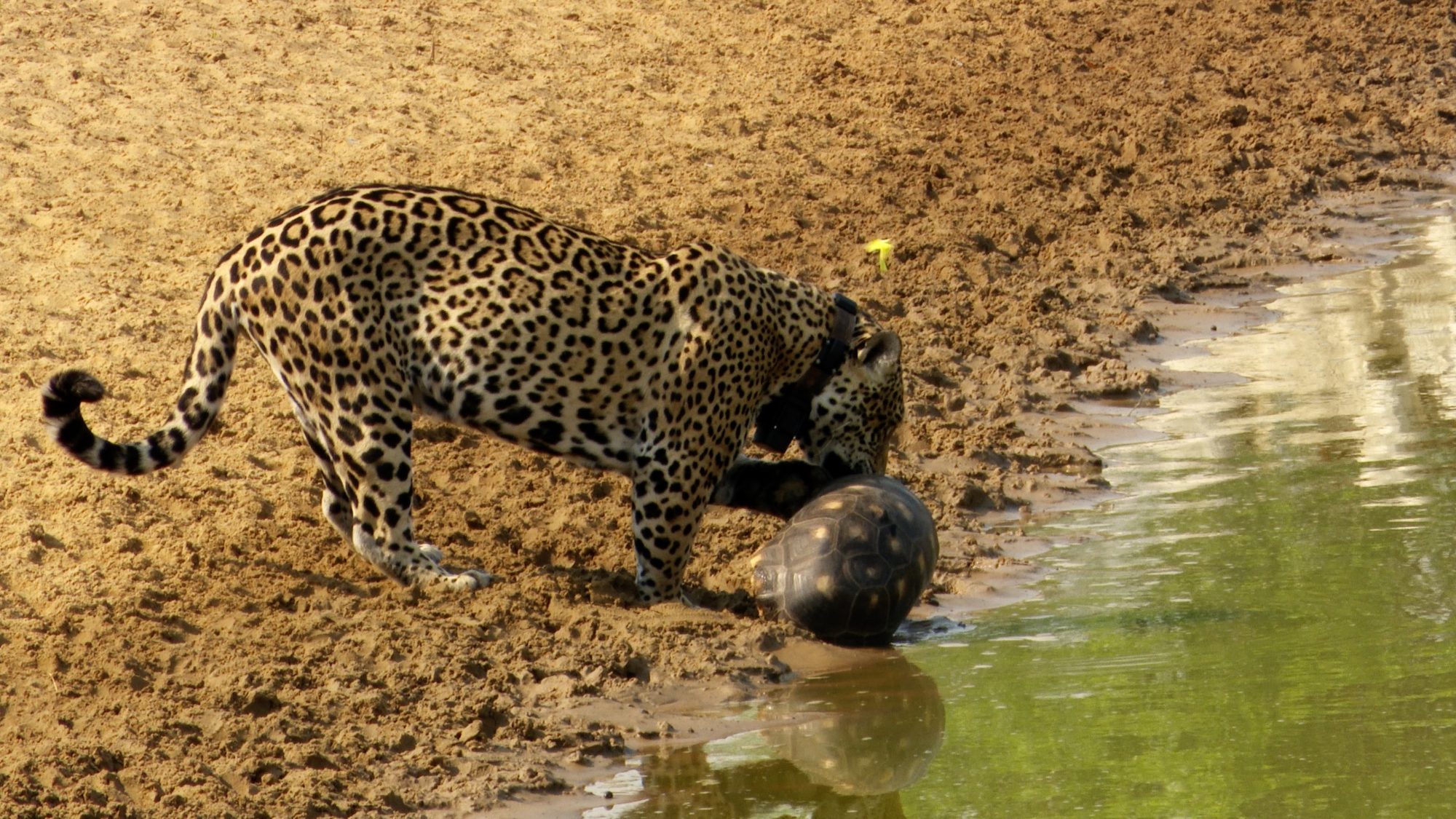 The Jaguar and the Tortoise – Pantanal, Brazil 2019