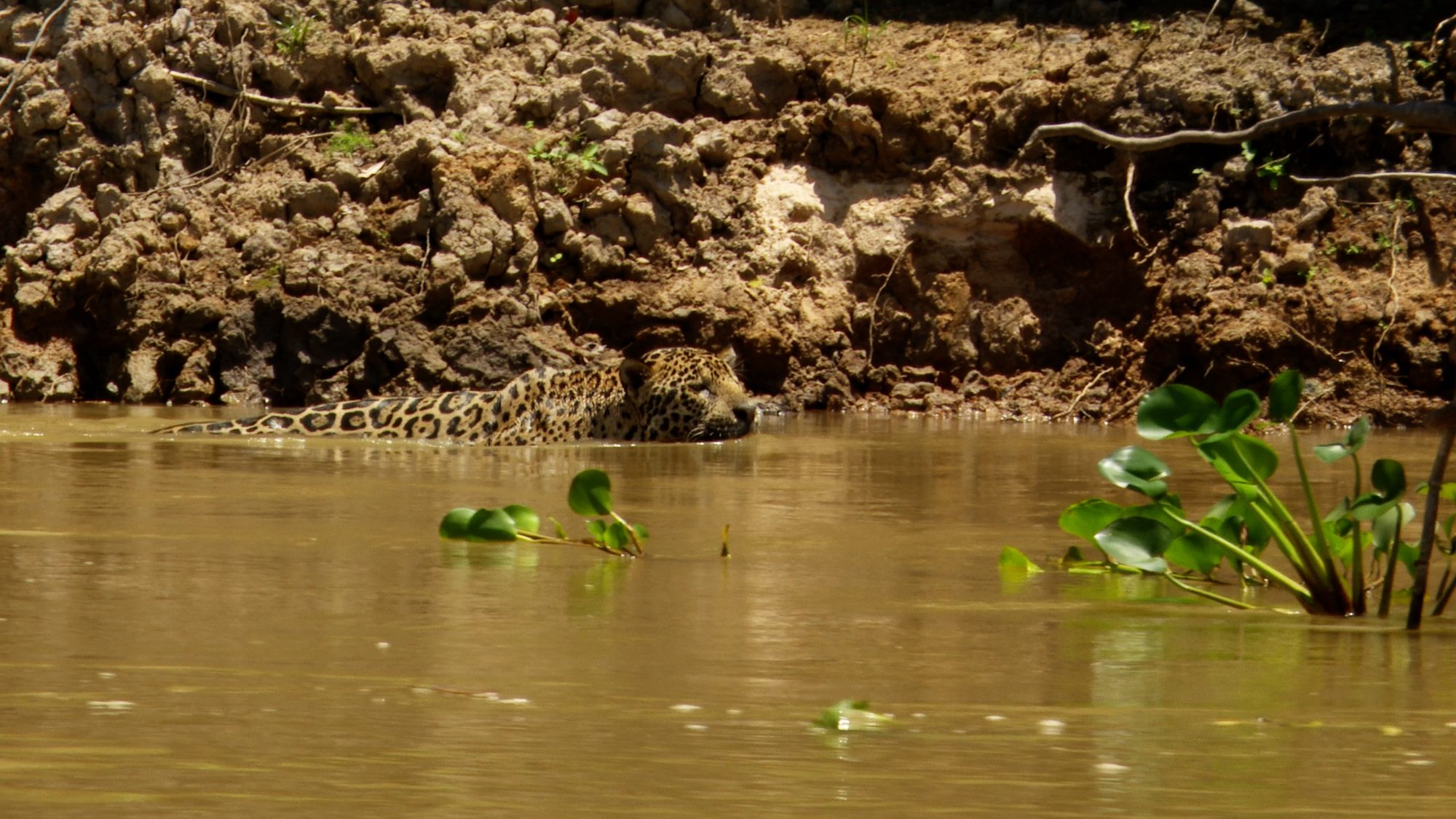 A magnificent male Jaguar prowling the river bank – Pantanal, Brazil 2019