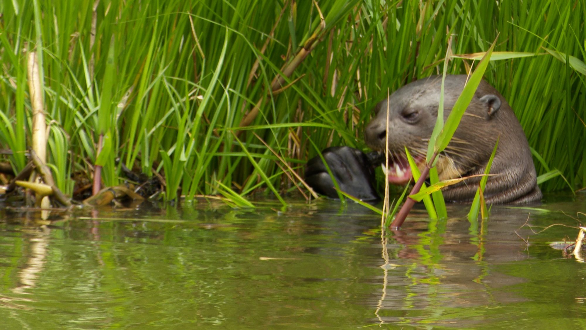 Giant River Otters feasting – Pantanal, Brazil 2019