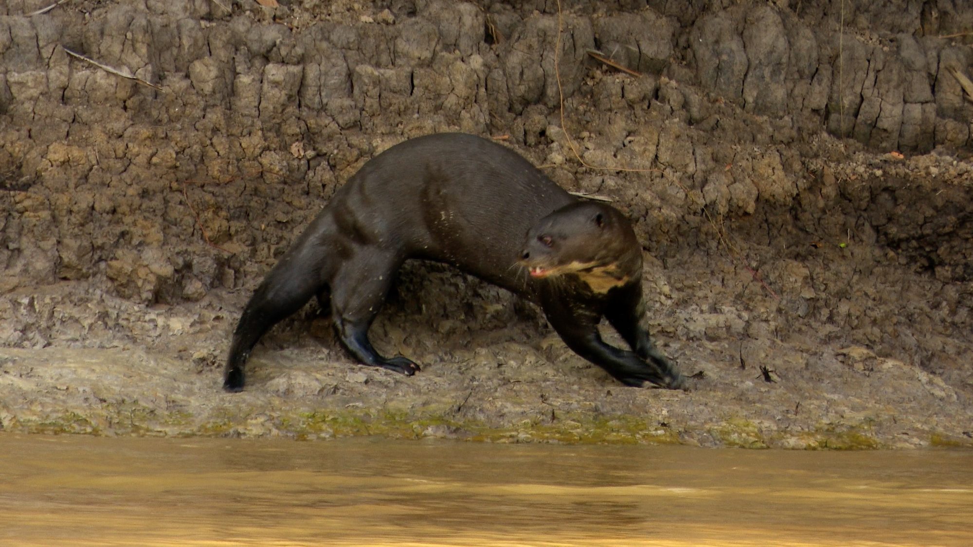 Playful Giant River Otters – Pantanal, Brazil 2019