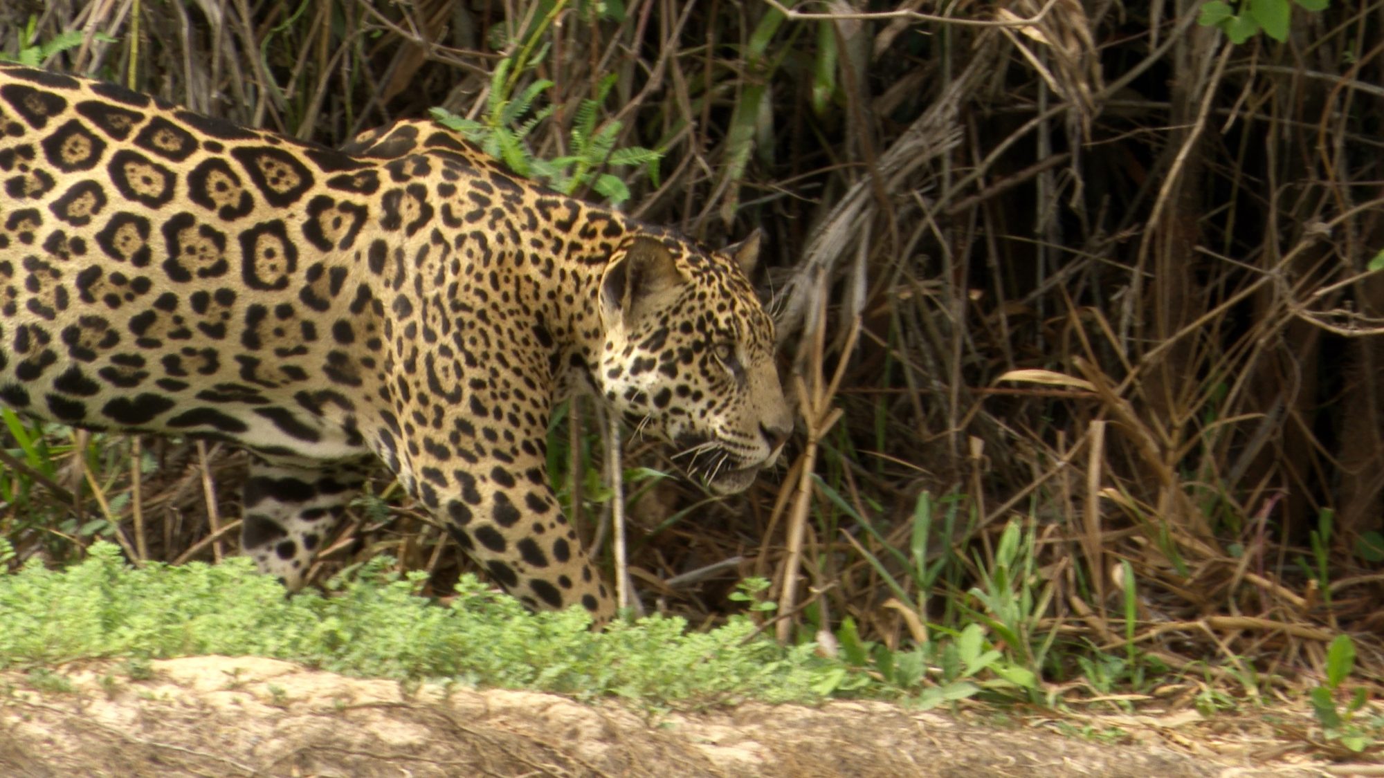 Two Jaguars brothers on the river bank – Pantanal, Brazil 2019