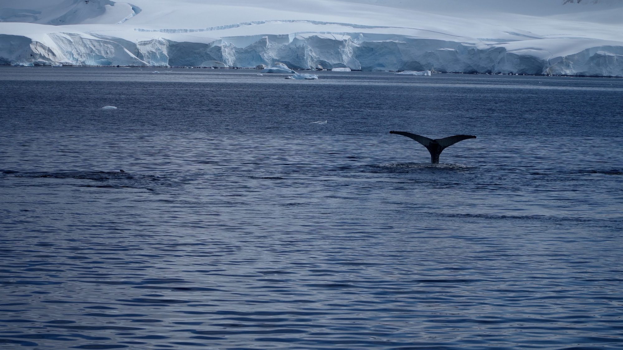 Bubblenet feeding Humpback Whales – Antarctica 2020