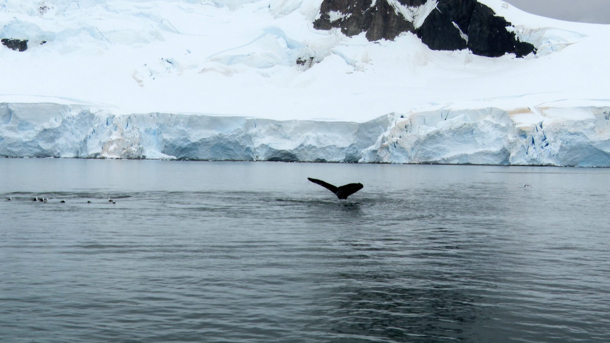 Bubblenet-feeding Humpback Whales – Antarctica 2020