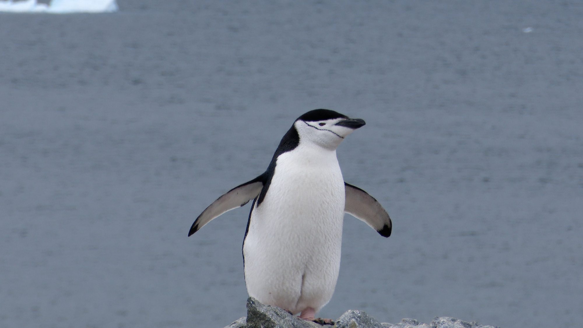 Chinstrap Penguins – Antarctica 2020