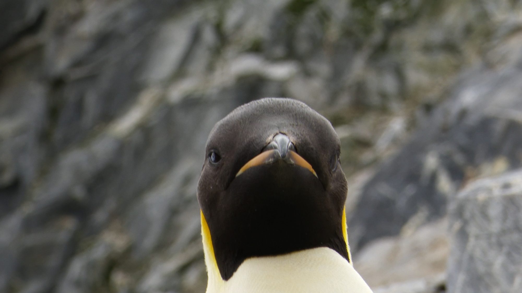 Emperor Penguin – Antarctica 2020