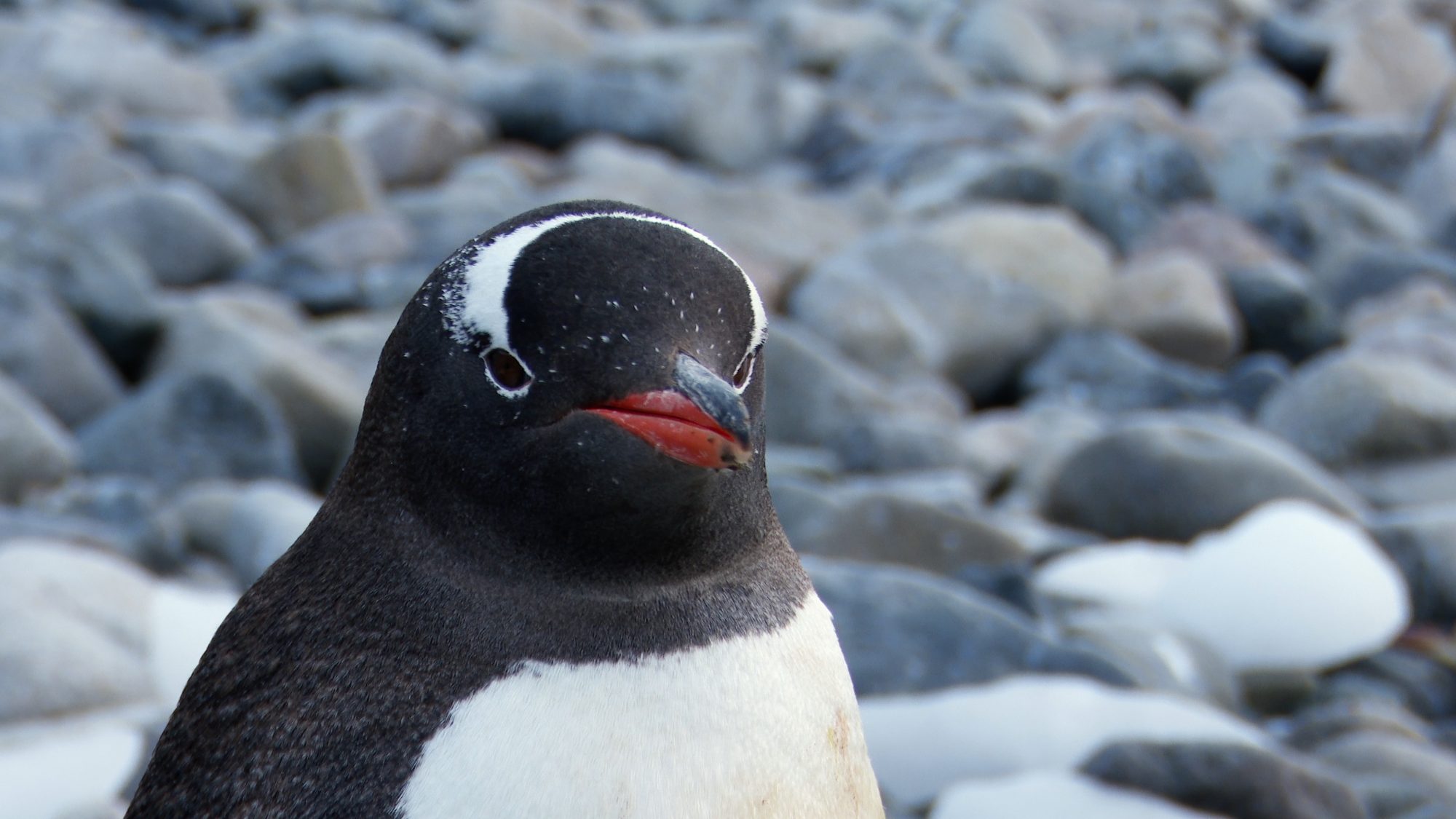 Gentoo Penguins on the beach – Antarctica 2020