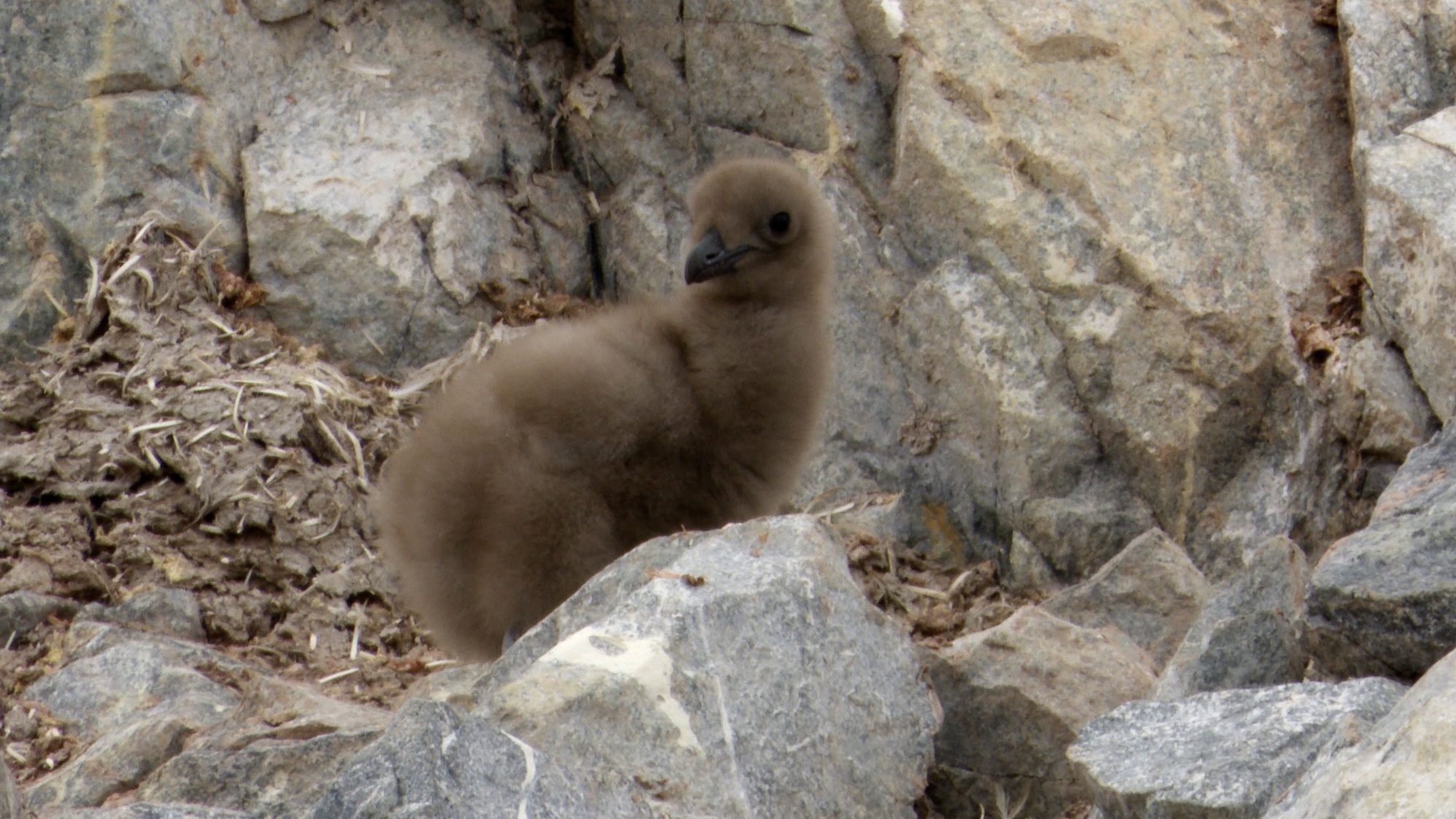 Skuas feeding their chick – Antarctica 2020
