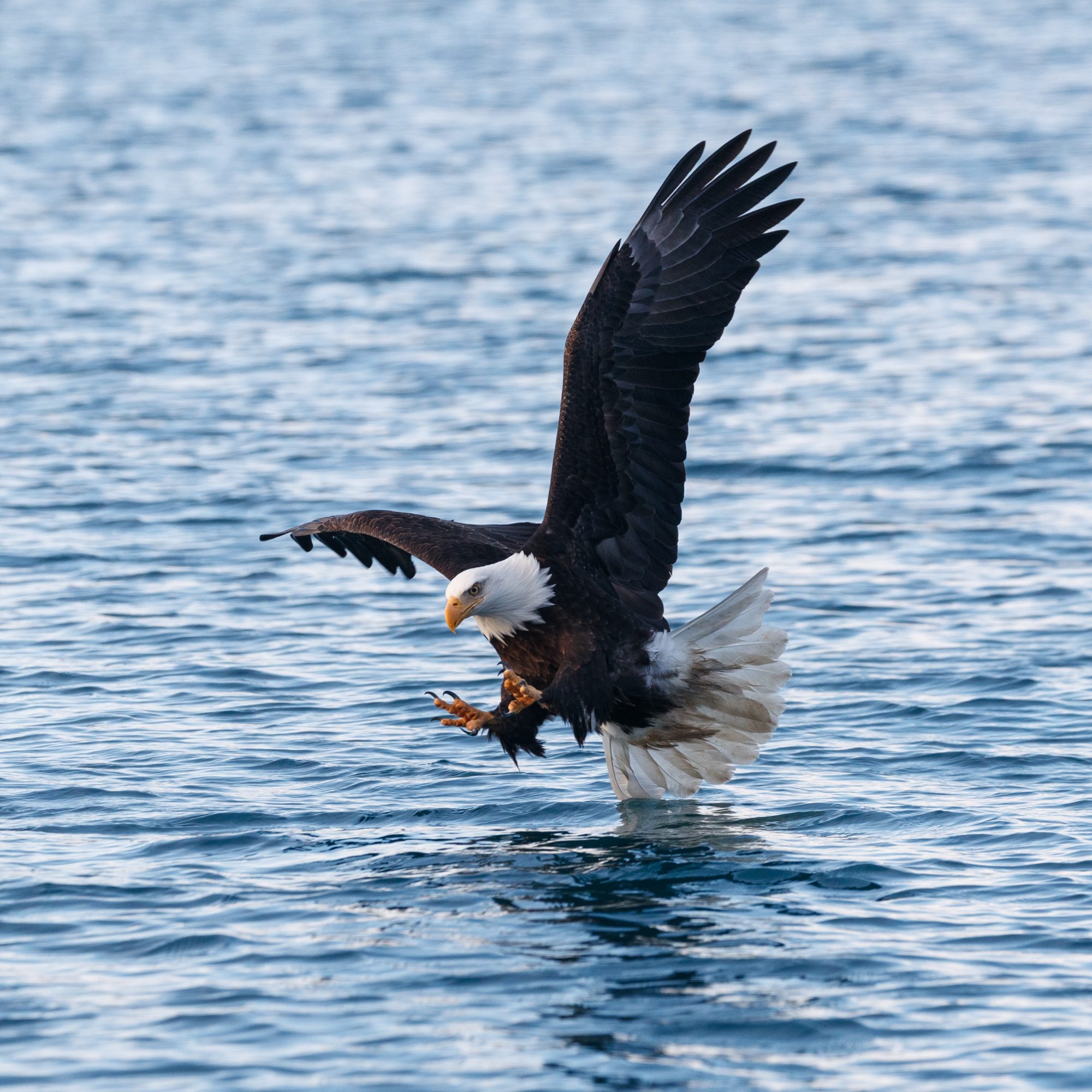 Bald Eagles fishing – Alaska 2020