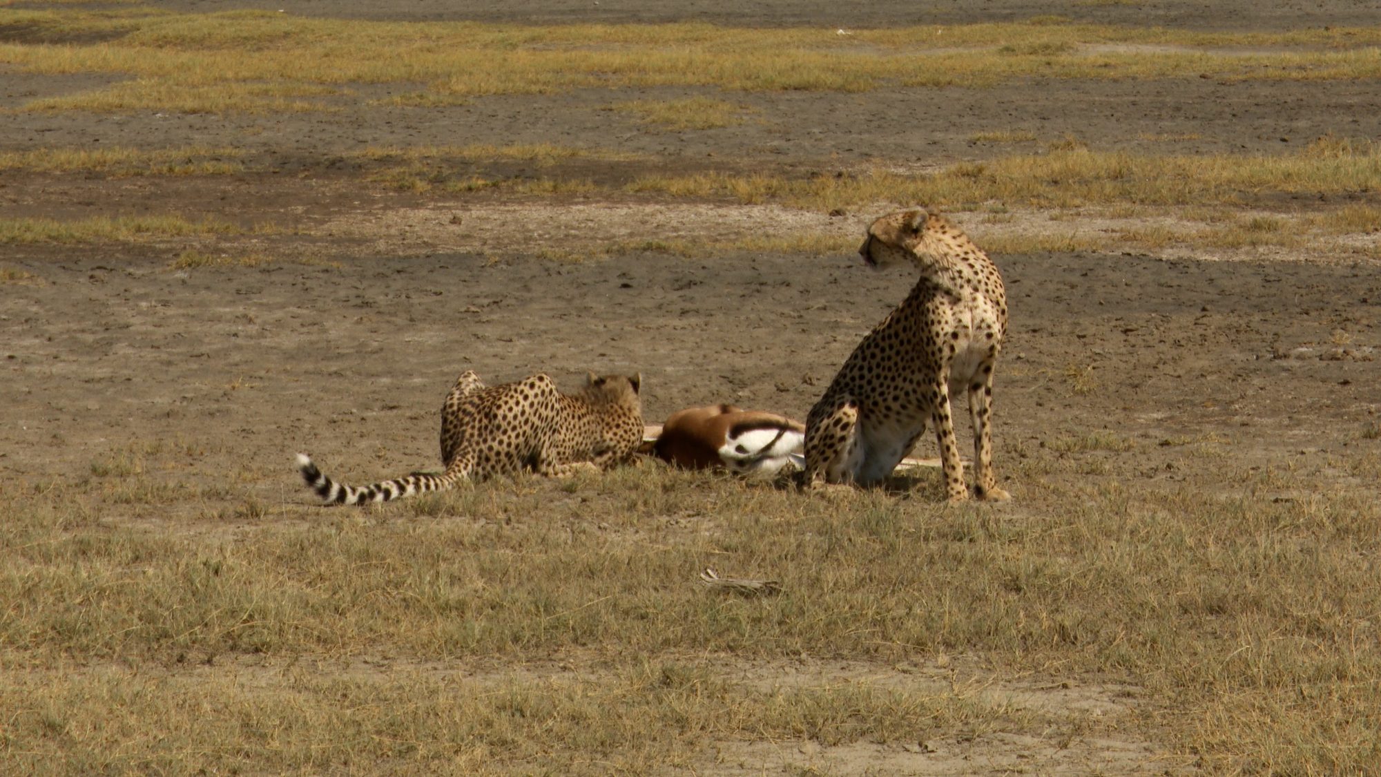 Cheetah and her cub on a kill – Tanzania, 2019