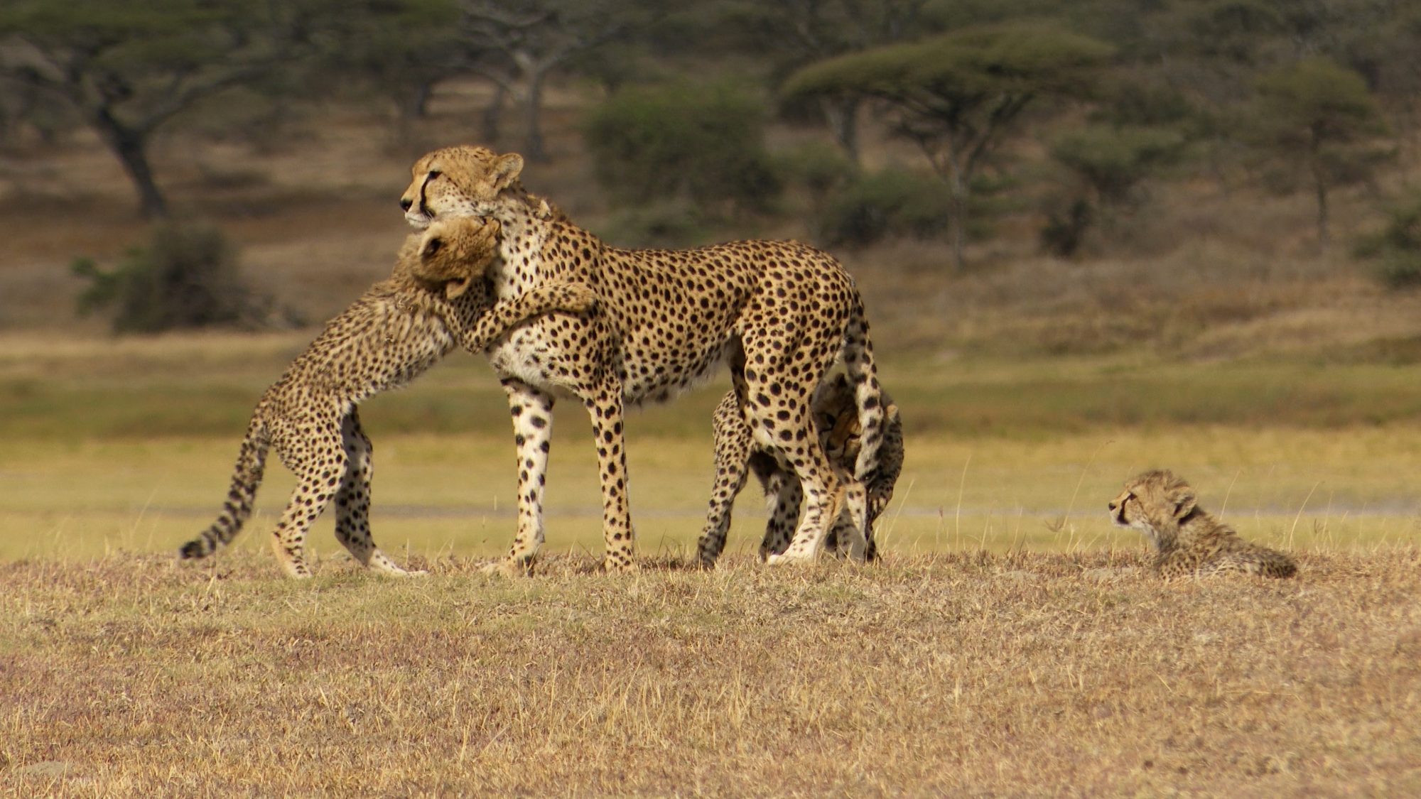 Cheetah and her three cubs – Tanzania, 2019