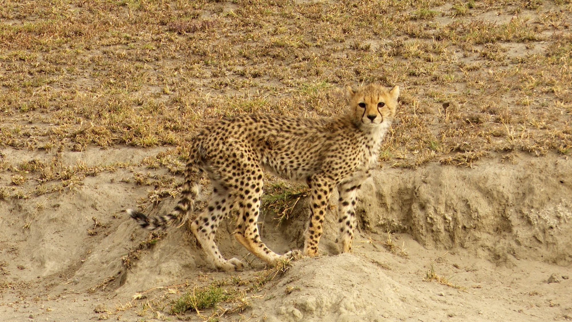 Cheetah cubs at play – Tanzania, 2019