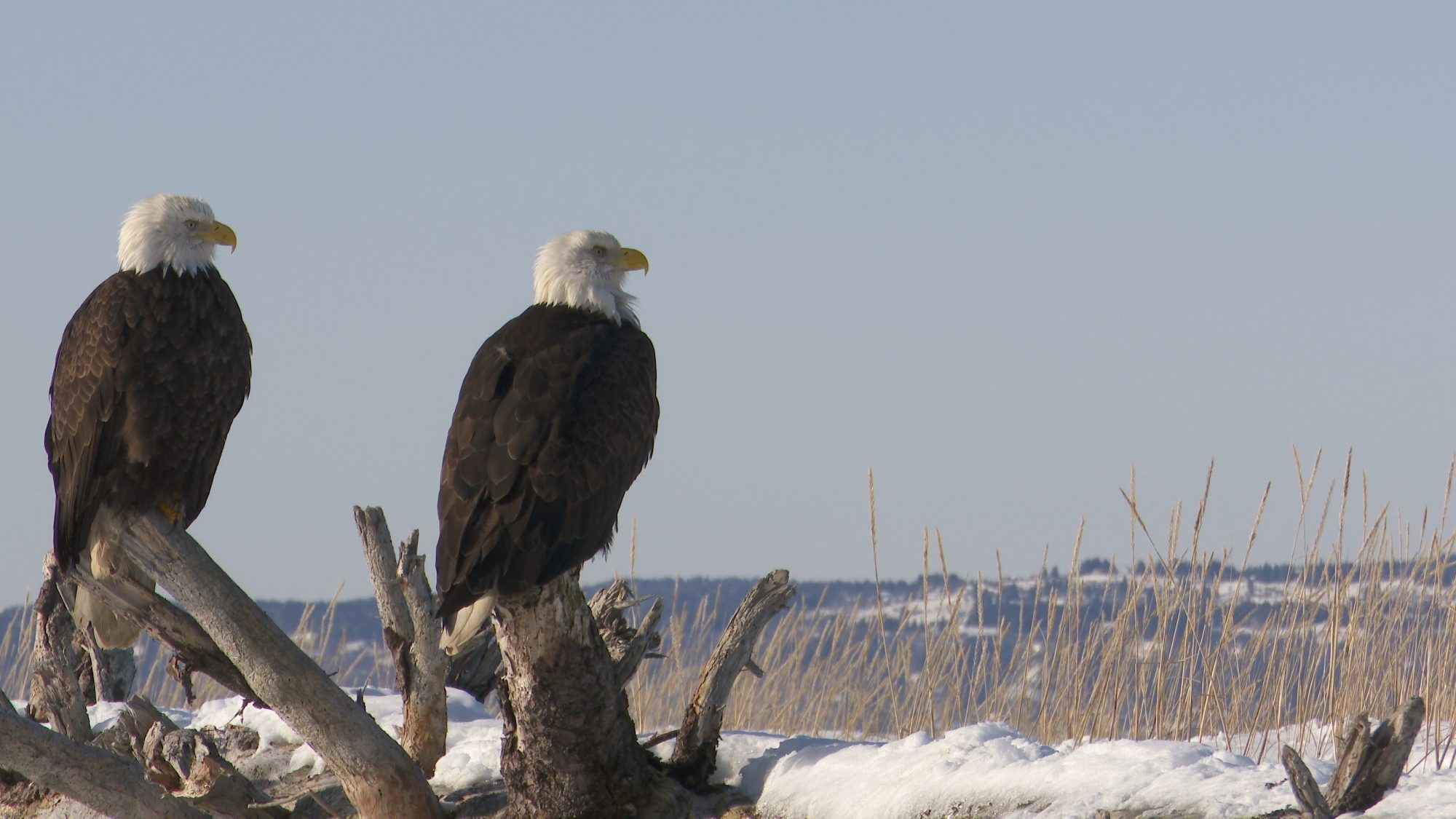 Bald Eagles and snow – Alaska 2020