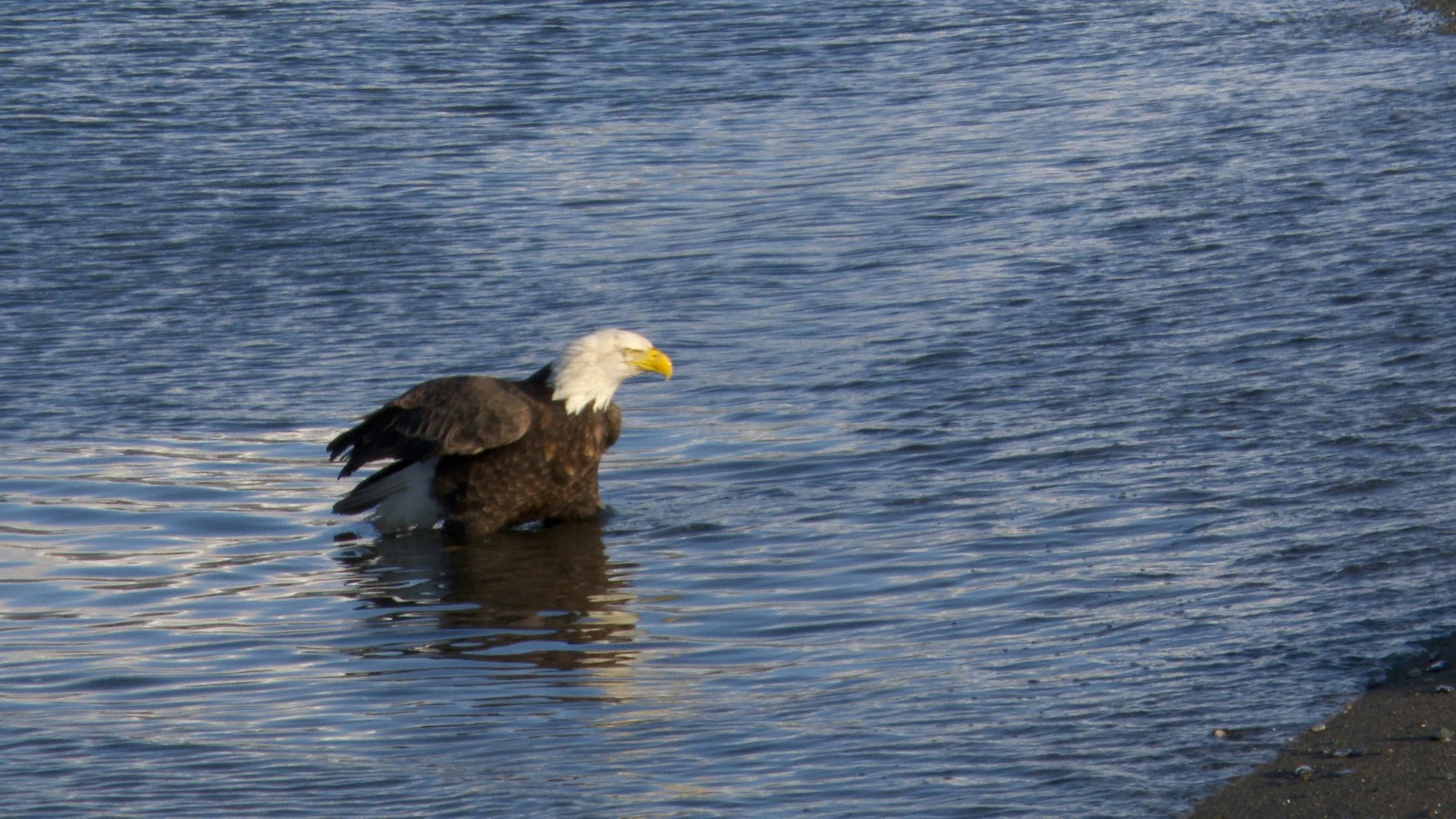 Bald Eagles in the surf – Alaska 2020