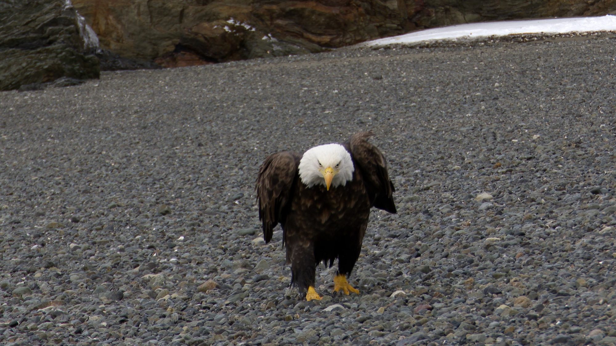 Bald Eagles on the beach – Alaska 2020