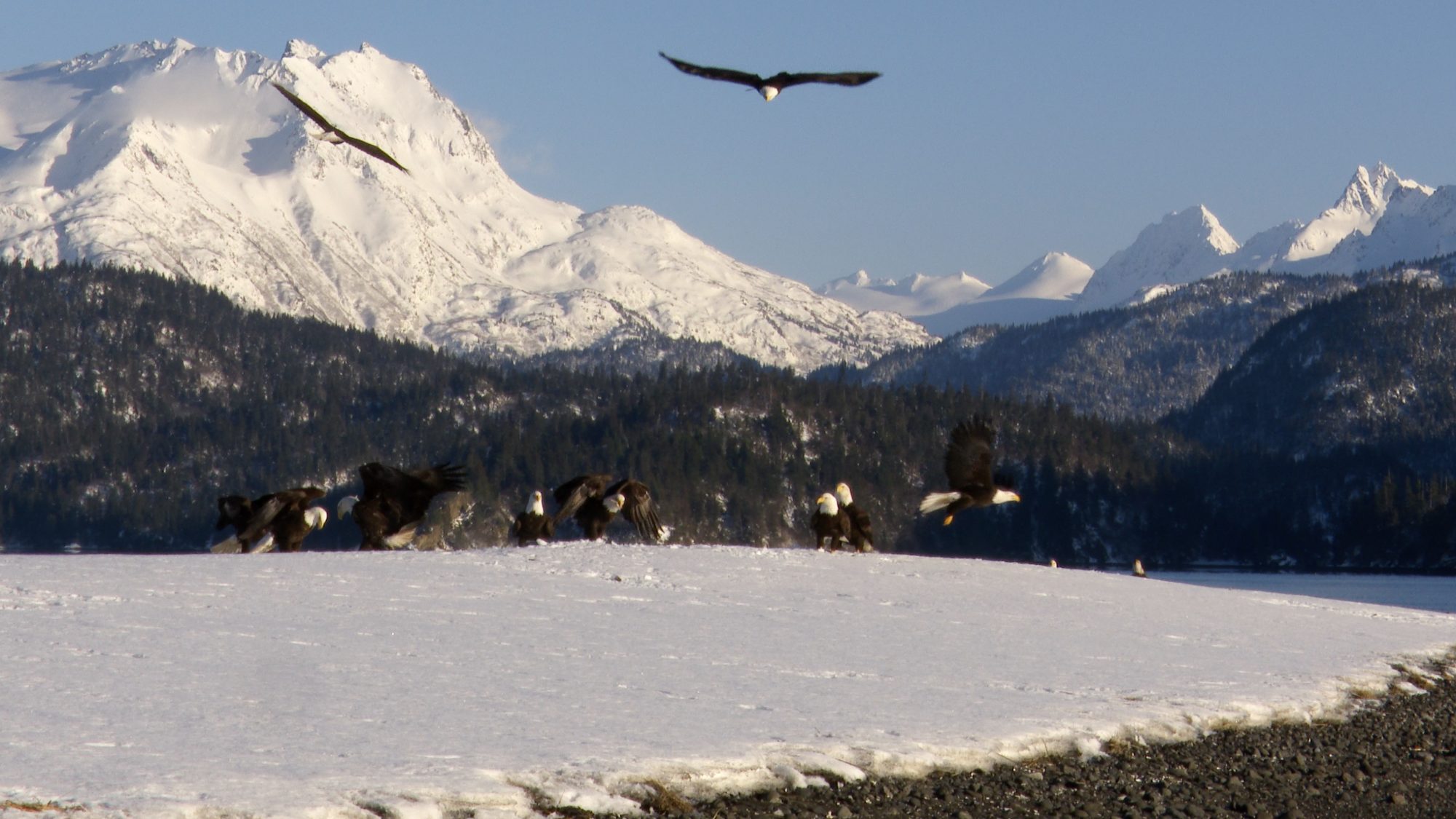 Bald Eagles in snow – Alaska 2020