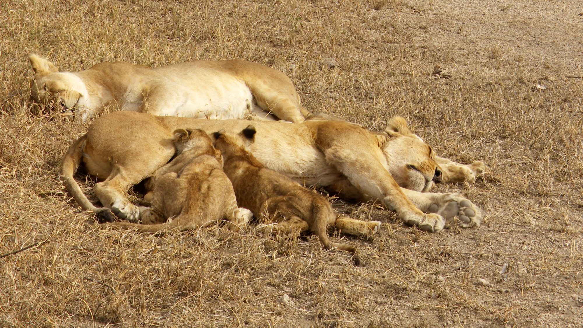 Lionesses and cubs – Tanzania, 2019