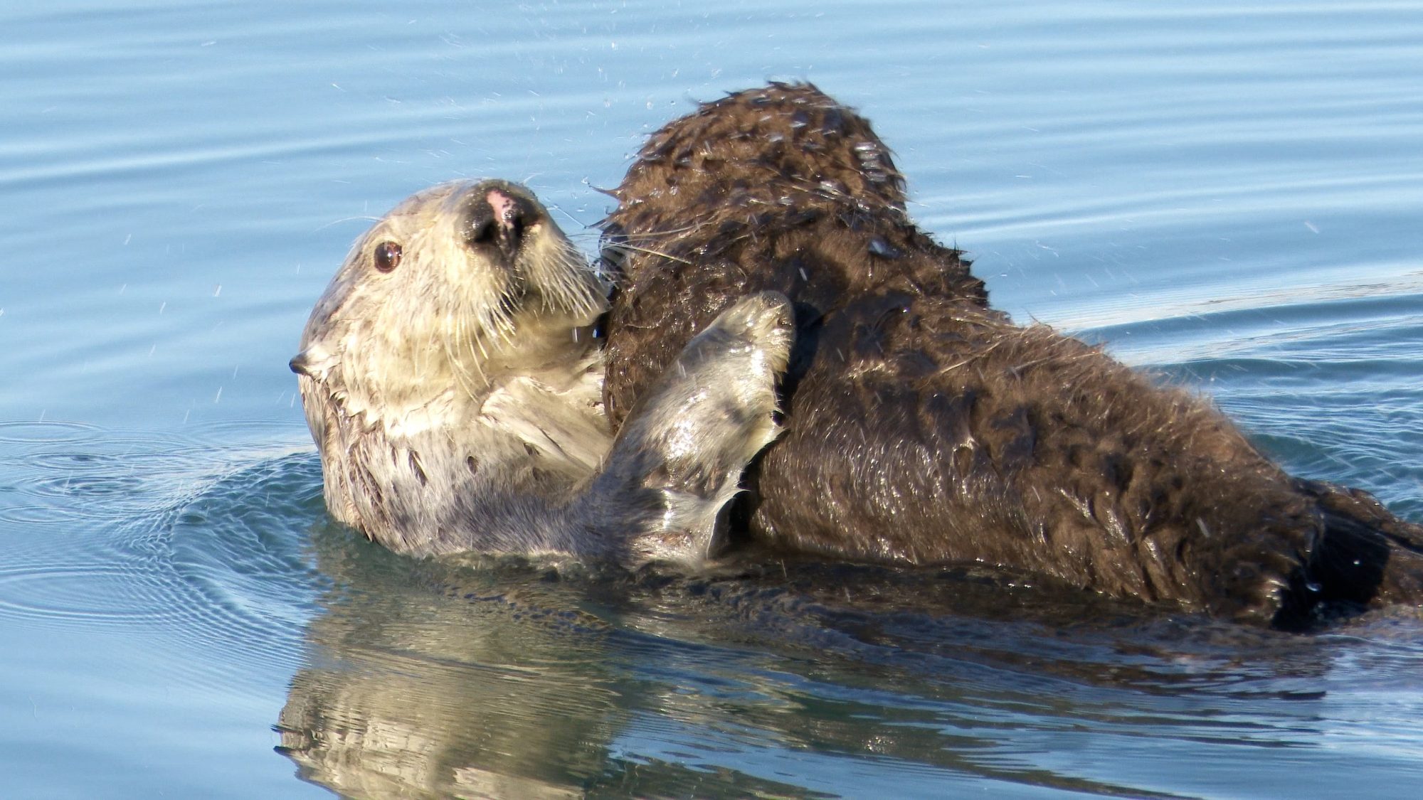 Sea Otter and her pup – Alaska 2020