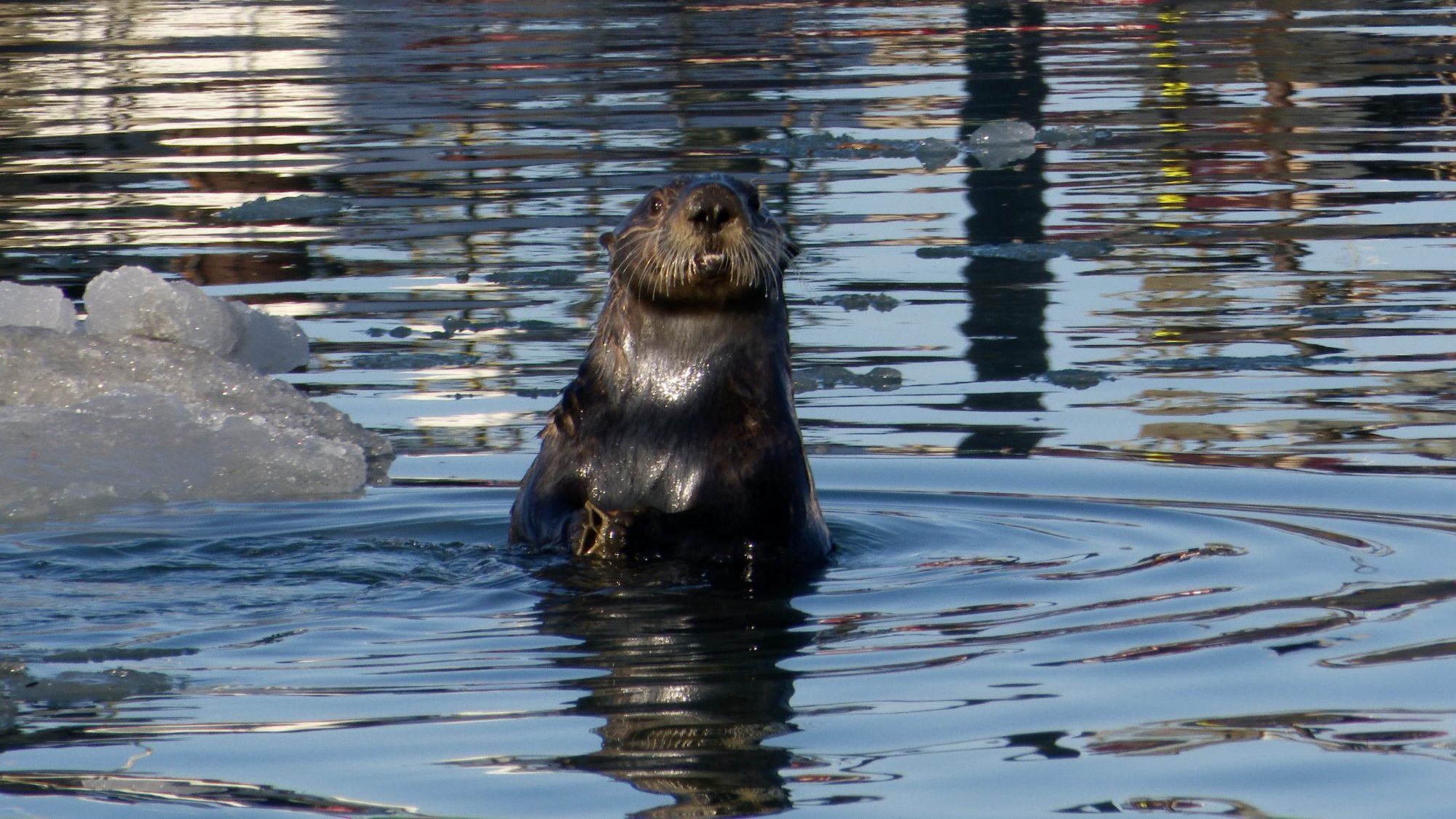 Sea Otters in ice – Alaska 2020