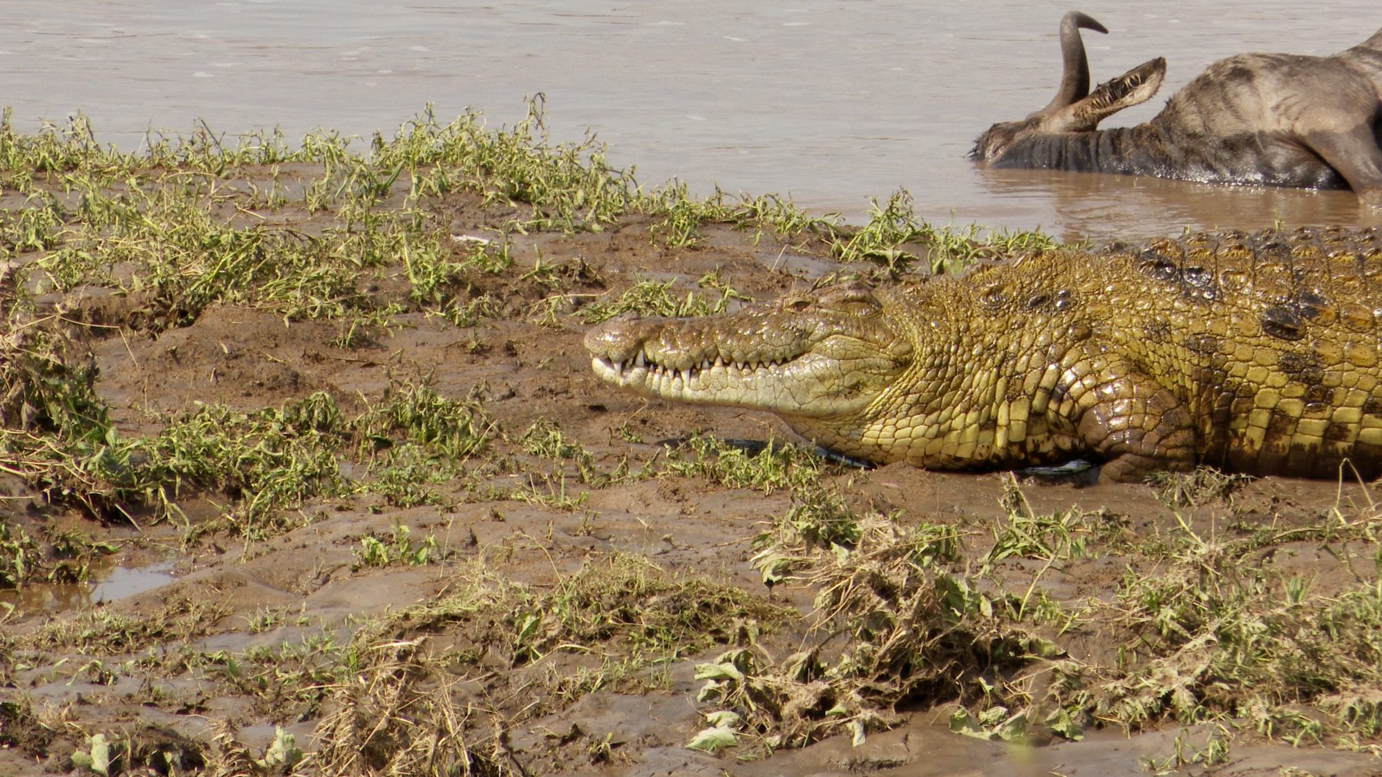 Crocodiles kill Wildebeest in the Mara River – Tanzania, 2019