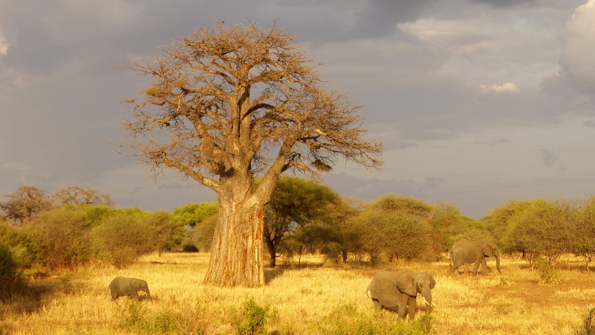 Elephants around the baobab tree – Tanzania, 2019