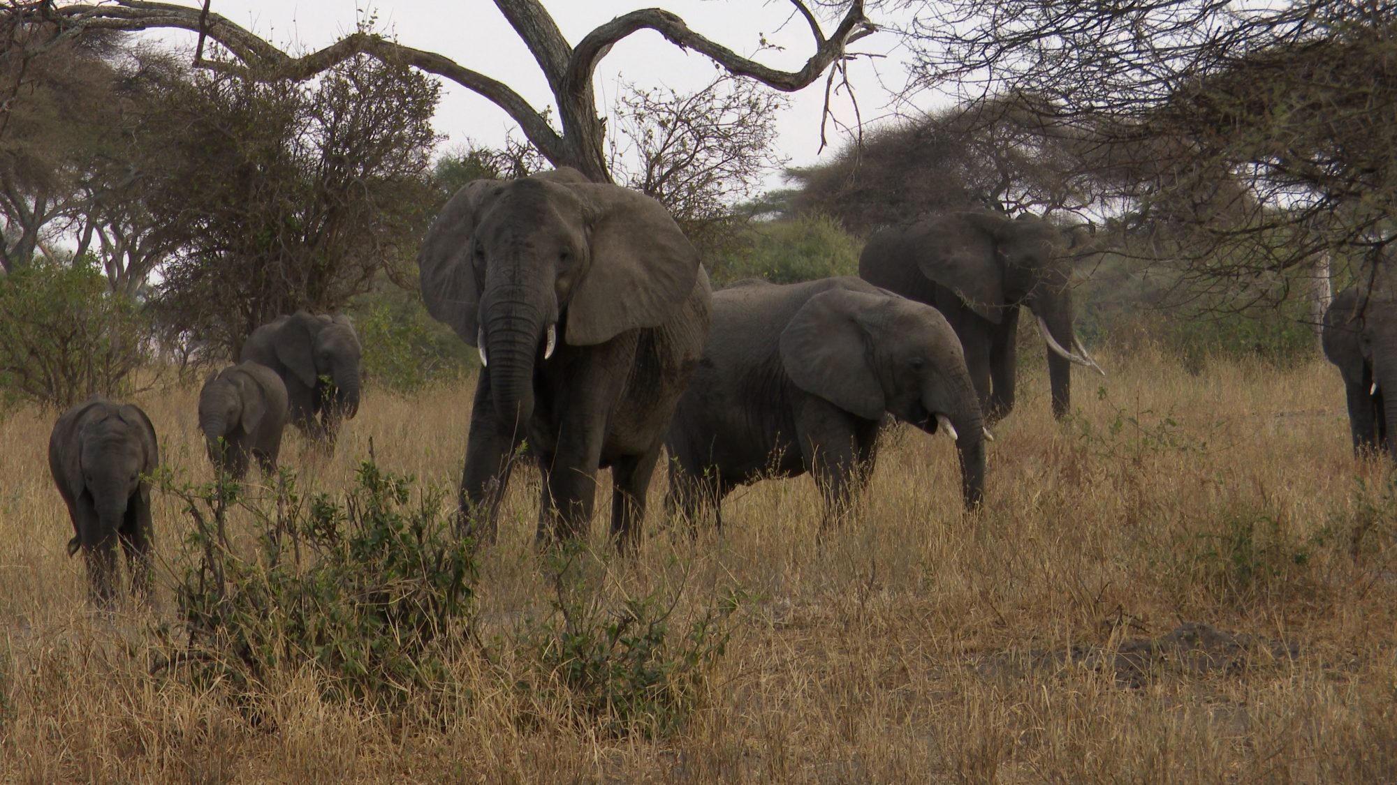 Elephants on the move – Tanzania, 2019