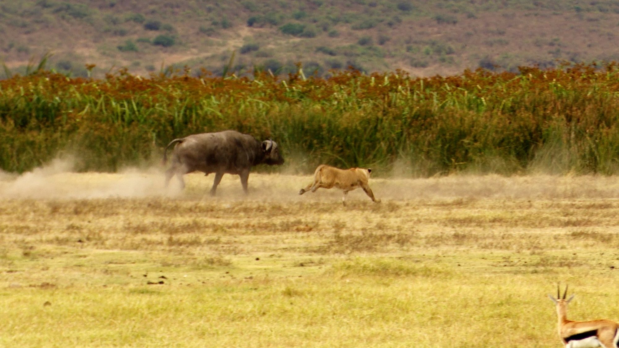 Lions chasing Buffalo; Buffalo chasing lions – Tanzania, 2019