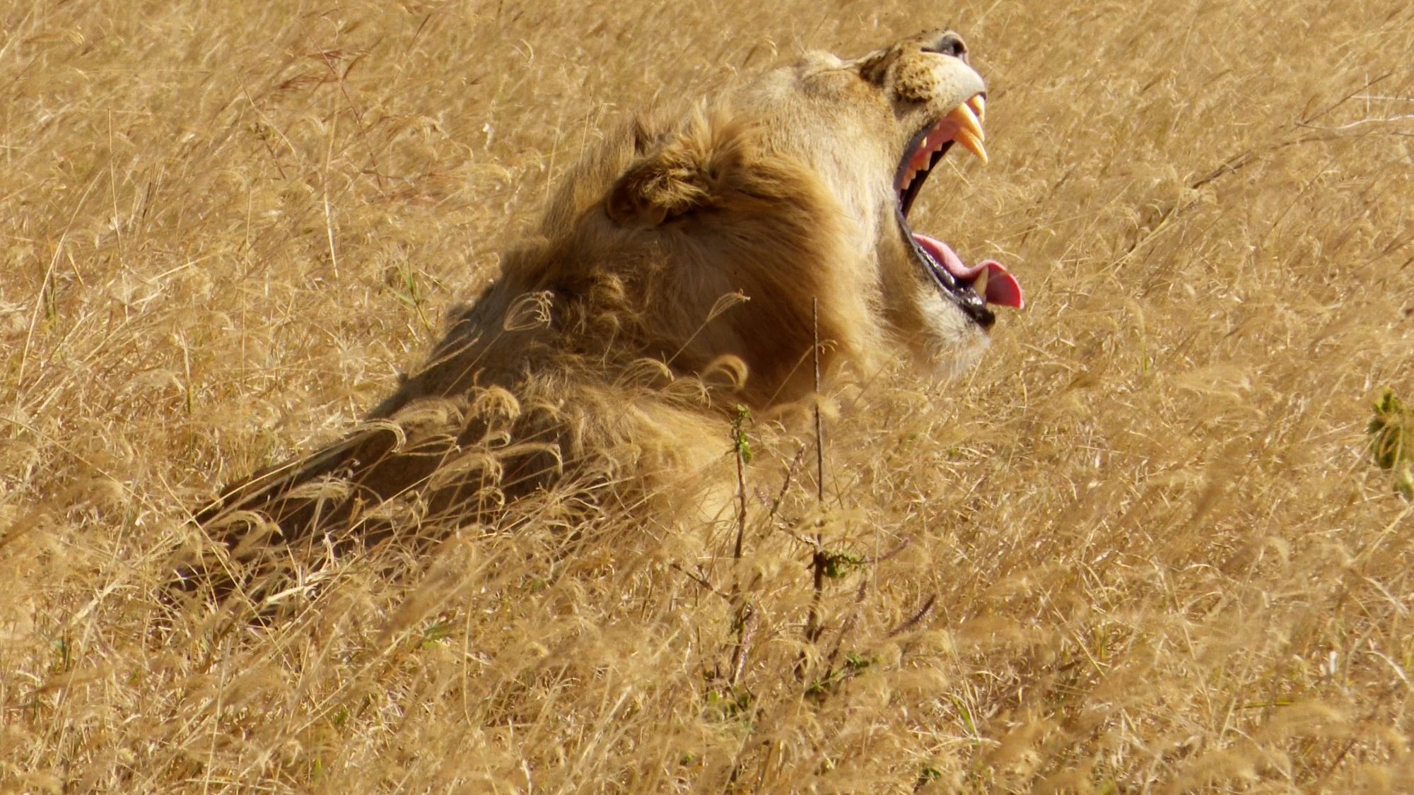 Lions in long grass – Tanzania, 2019