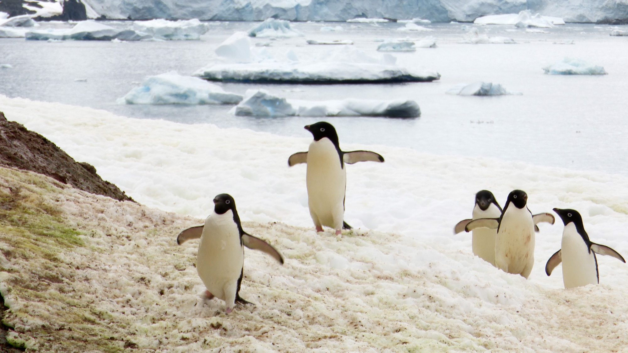 Adelie Penguins in the snow – Antarctica, 2020