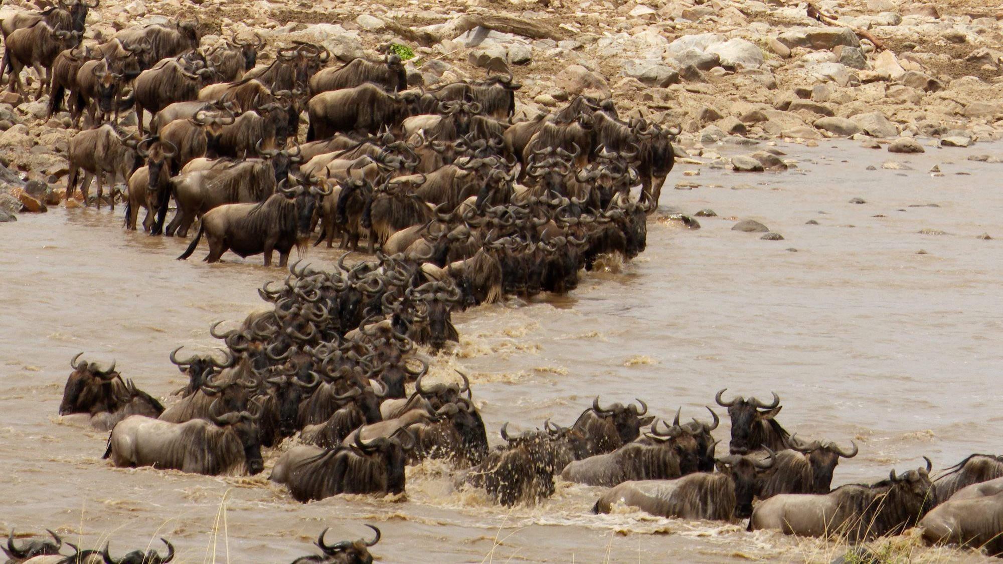 Amazing wild life spectacle: the great Wildebeest migration – Tanzania, 2019