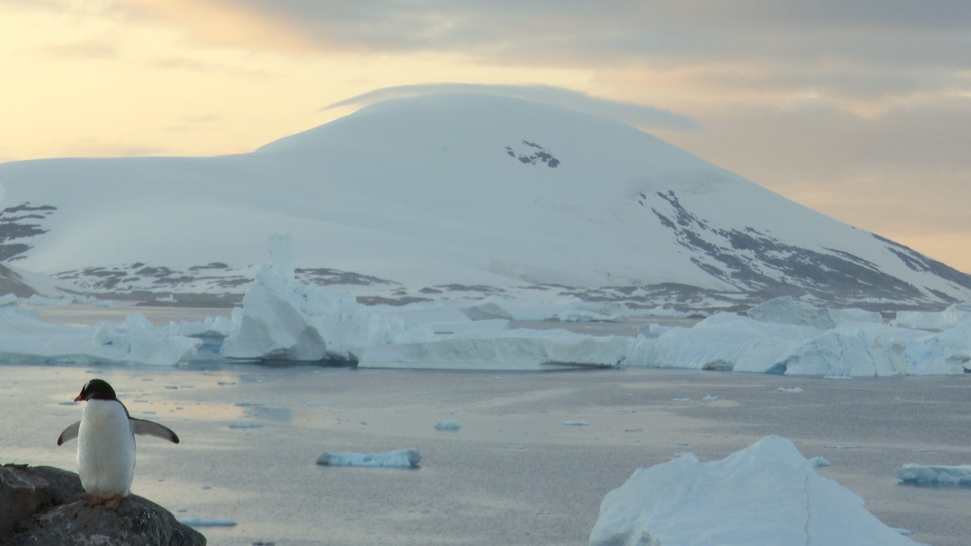 Gentoo Penguins at dawn – Antarctica, 2020