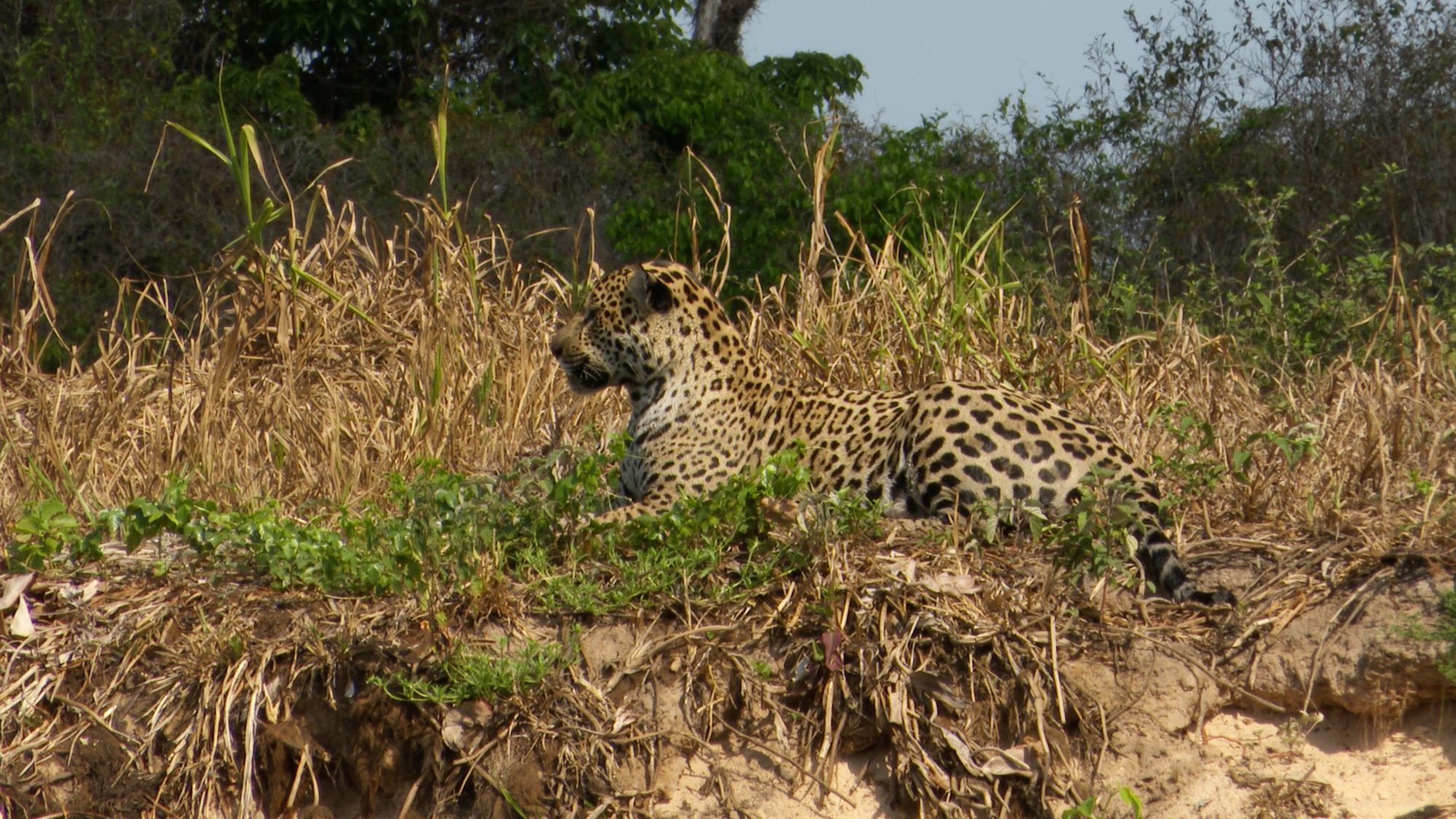 Jaguar stalking along the river bank – Pantanal, Brazil 2019