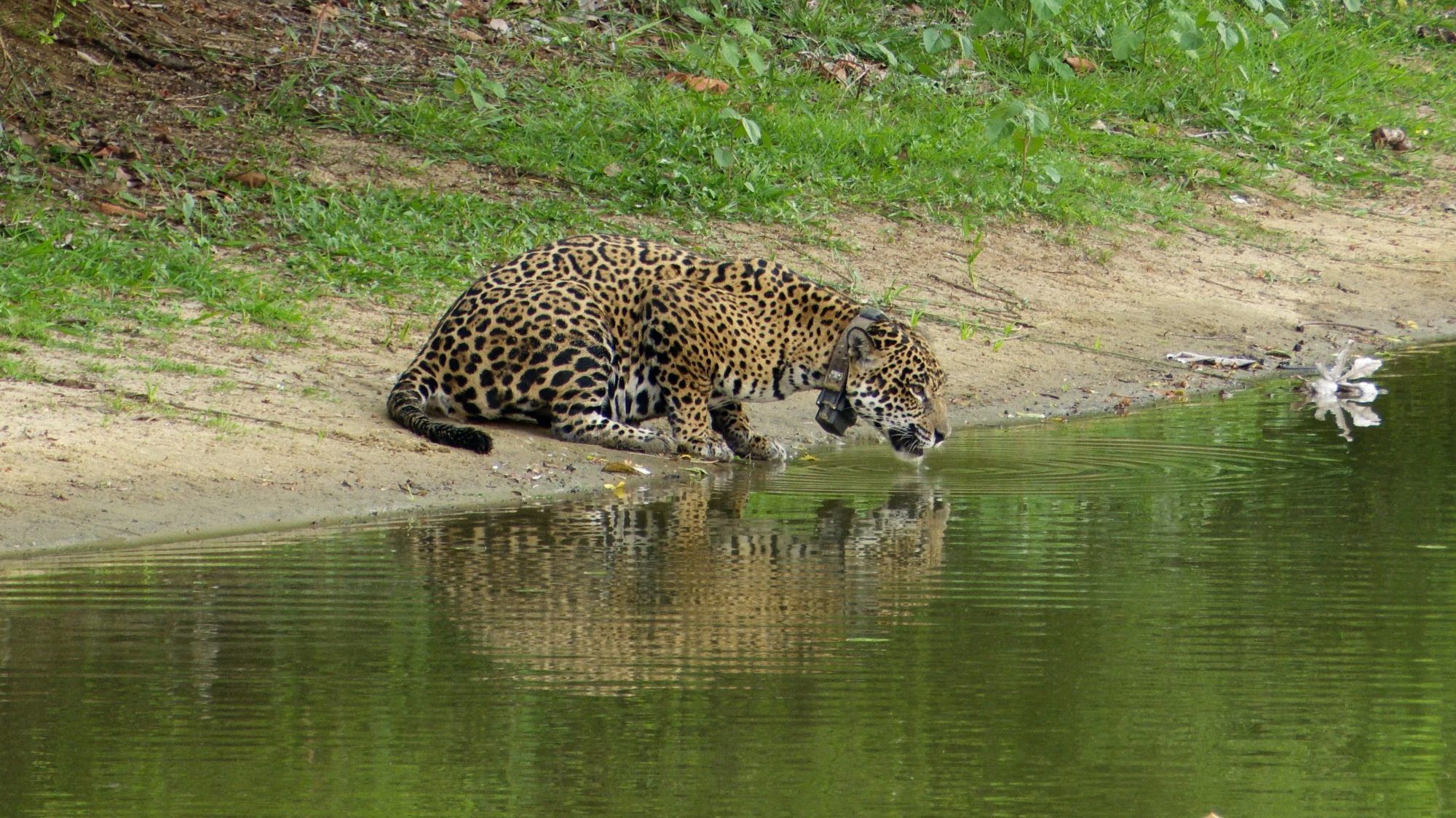 Jaguar by the waterhole – Pantanal, Brazil 2019